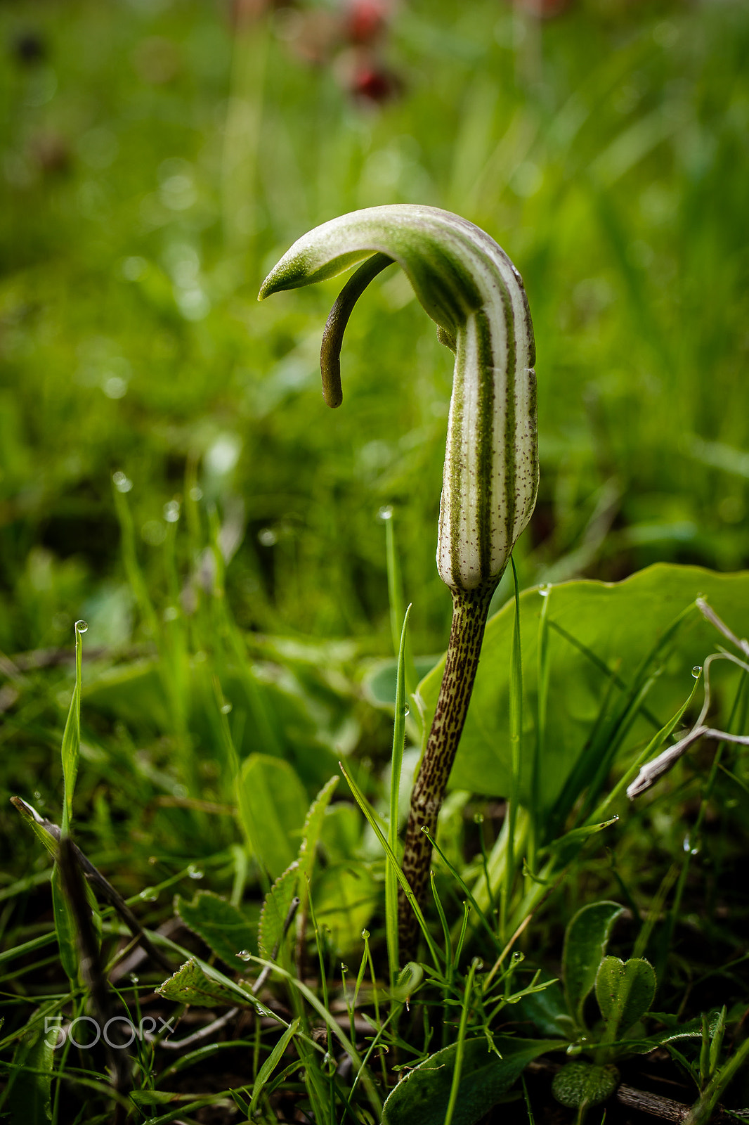 Canon EOS 6D + Tamron SP 35mm F1.8 Di VC USD sample photo. Hook macro photography