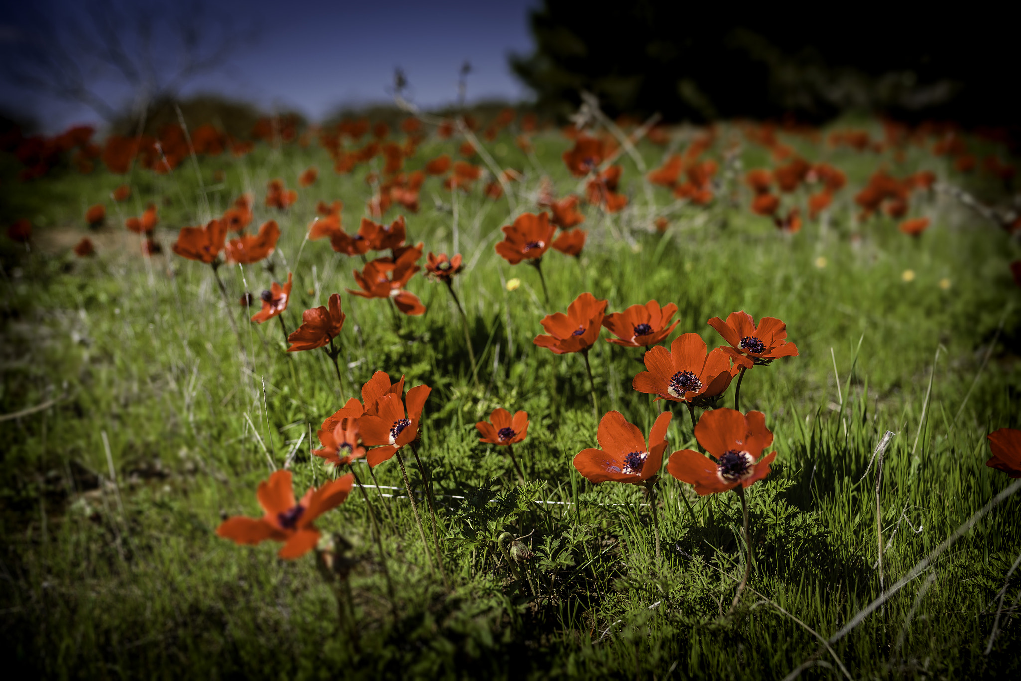 Canon EOS 6D + Tamron SP 35mm F1.8 Di VC USD sample photo. Carpet of anemones photography