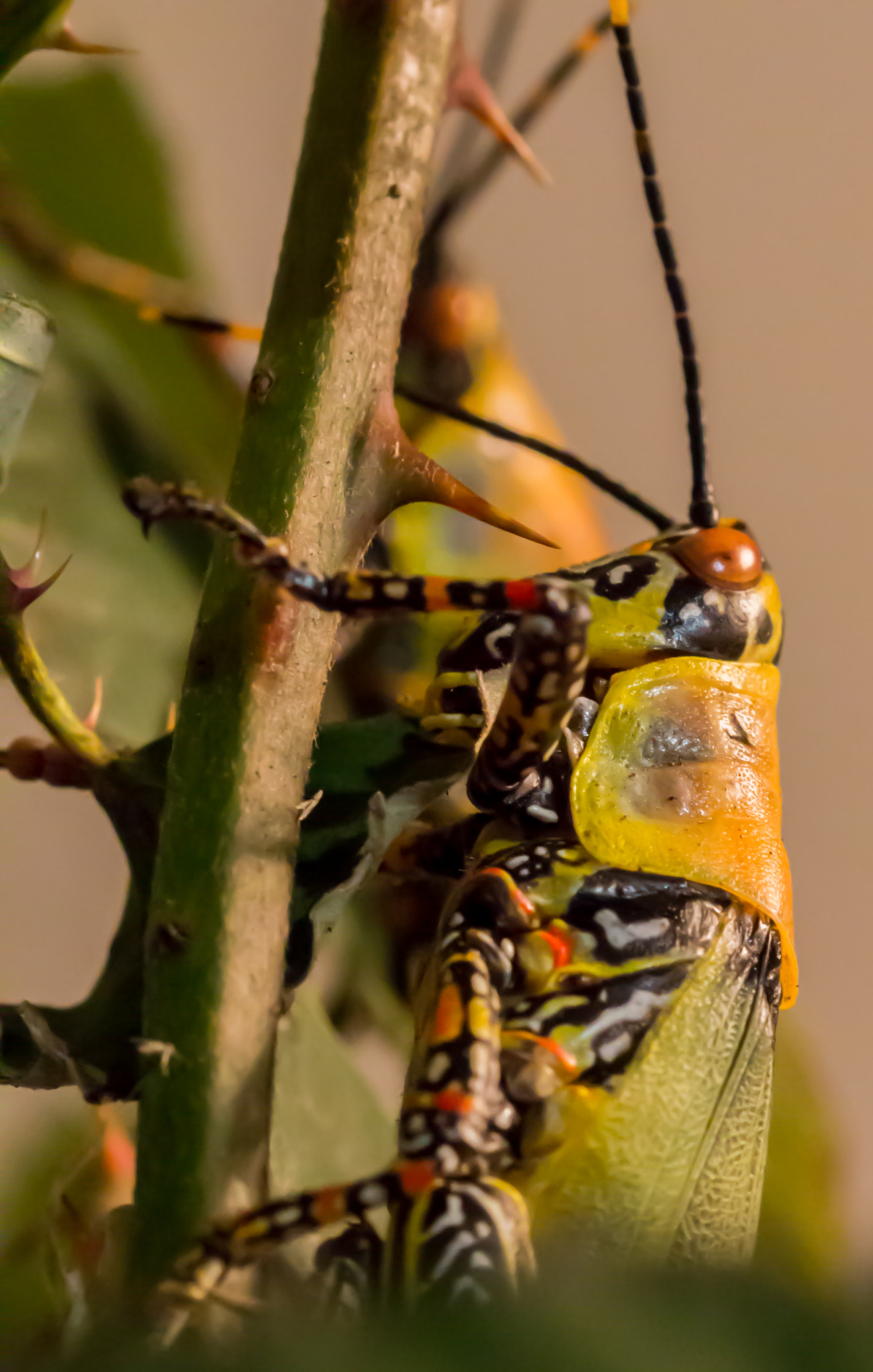 Canon EF 100mm F2.8L Macro IS USM sample photo. Heuschrecke / grasshopper photography