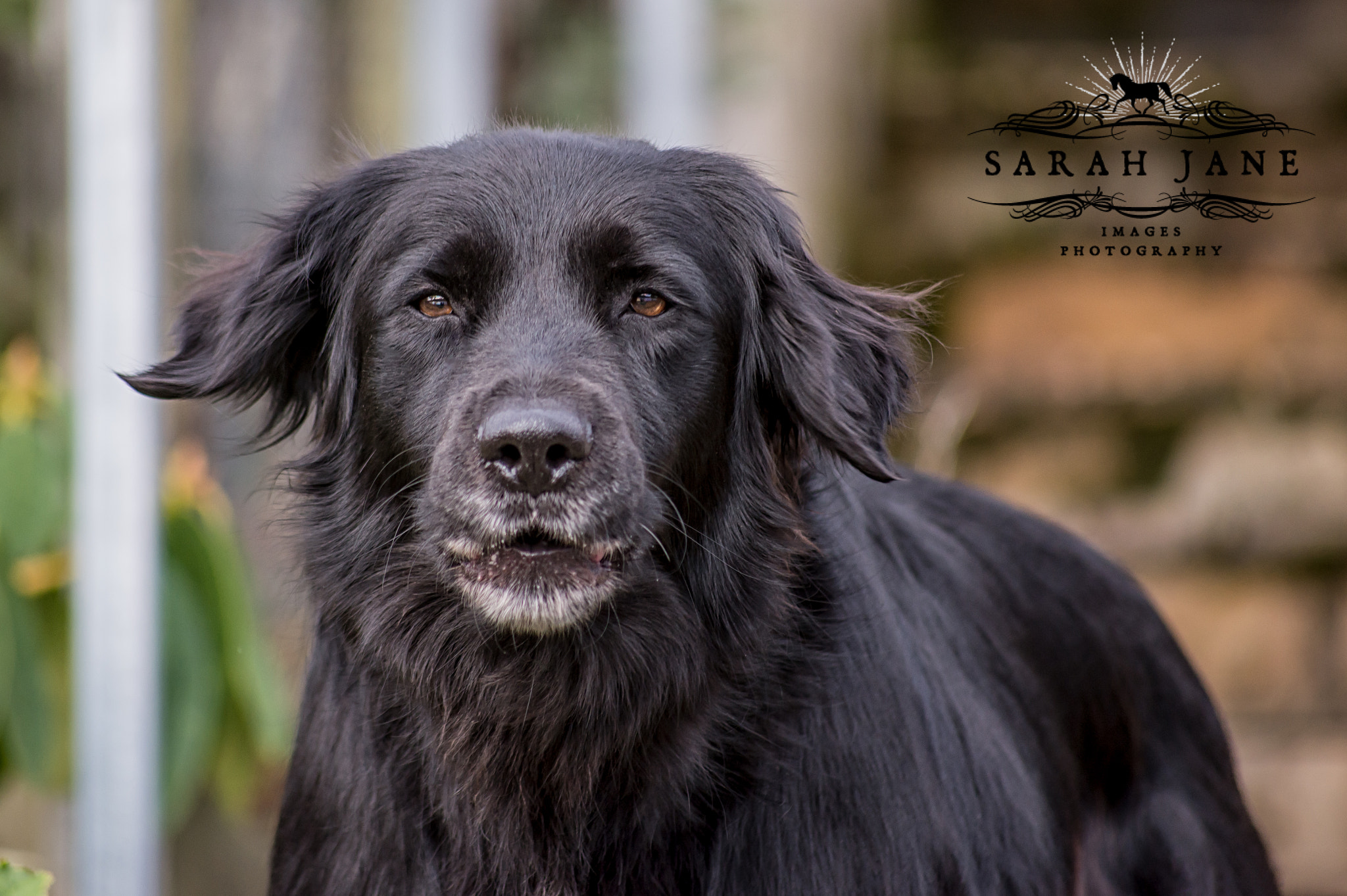Sigma 70-300mm F4-5.6 APO DG Macro sample photo. Old black labrador photography