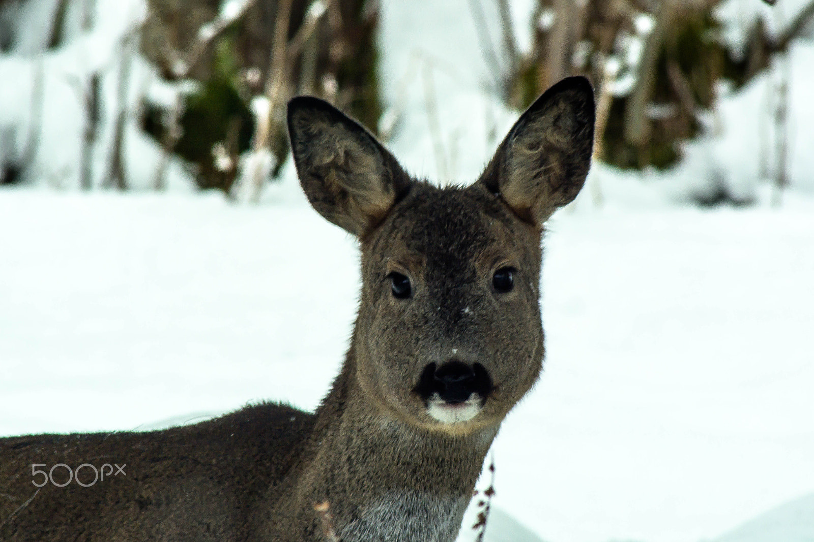 Nikon D5200 sample photo. Wild deer photography