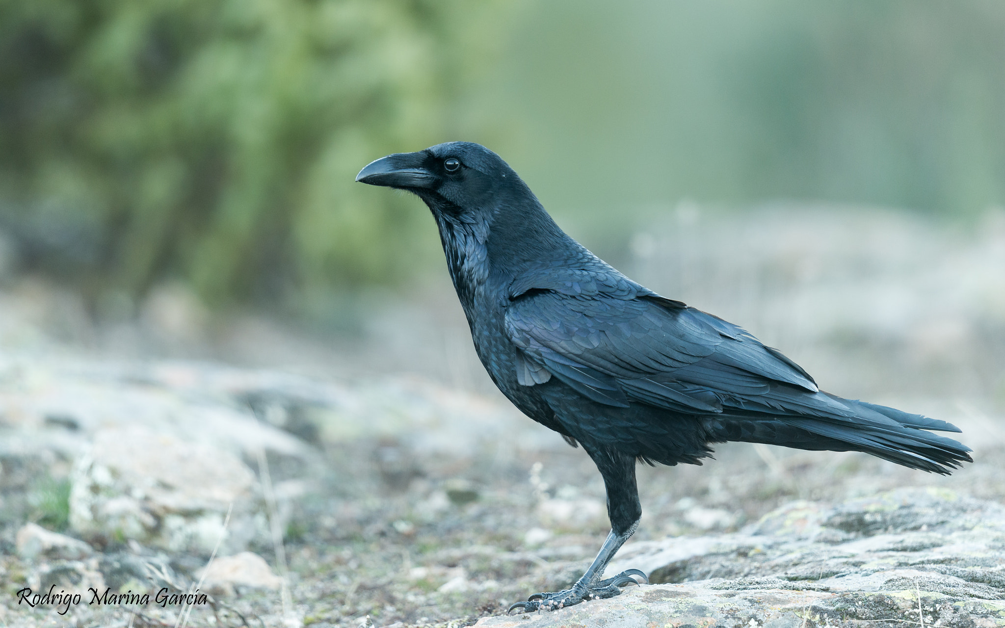 Nikon D610 + Nikon AF-S Nikkor 600mm F4G ED VR sample photo. Cuervo grande corvus corax photography