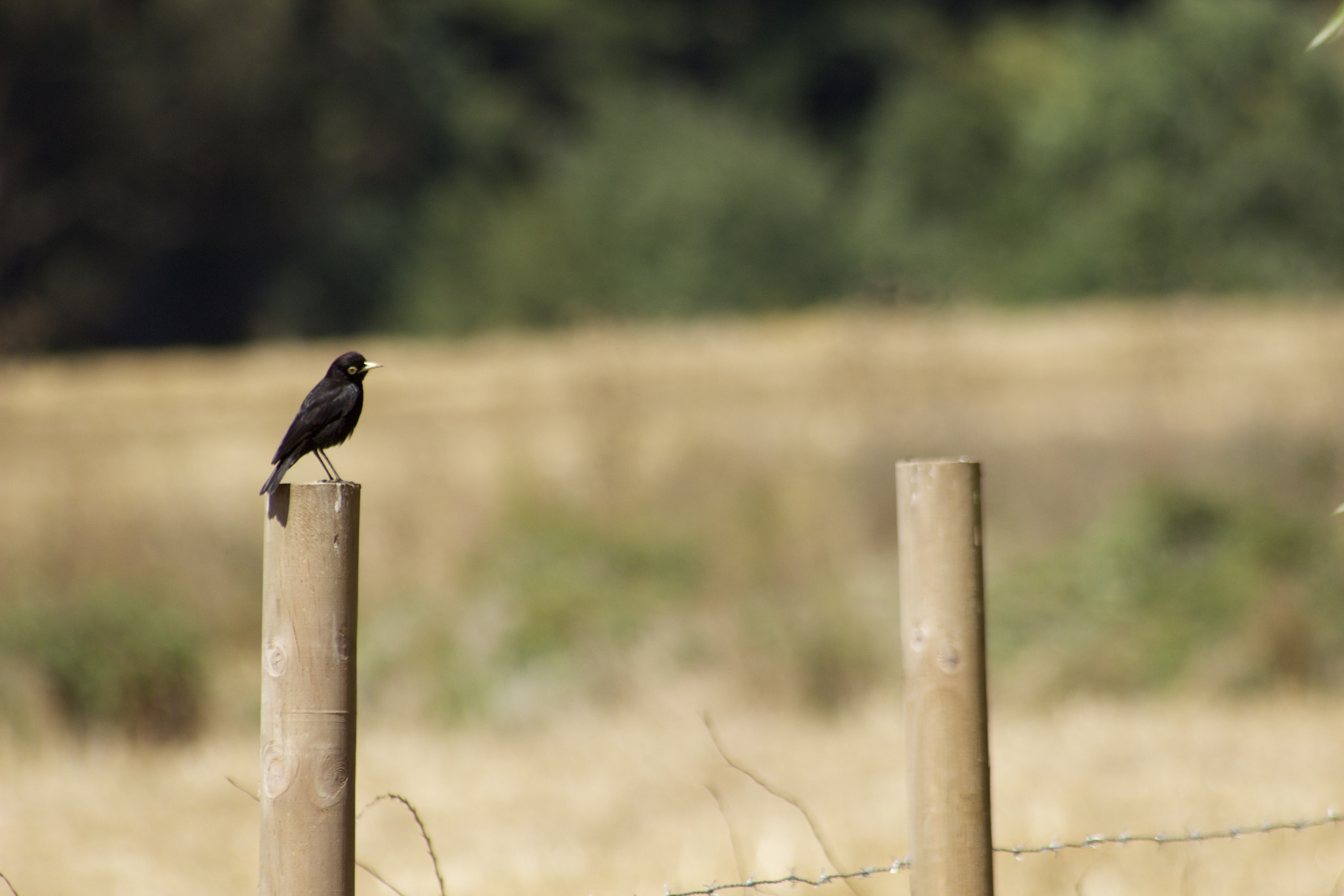 Canon EOS 600D (Rebel EOS T3i / EOS Kiss X5) sample photo. Fullsizeoutput dbe photography