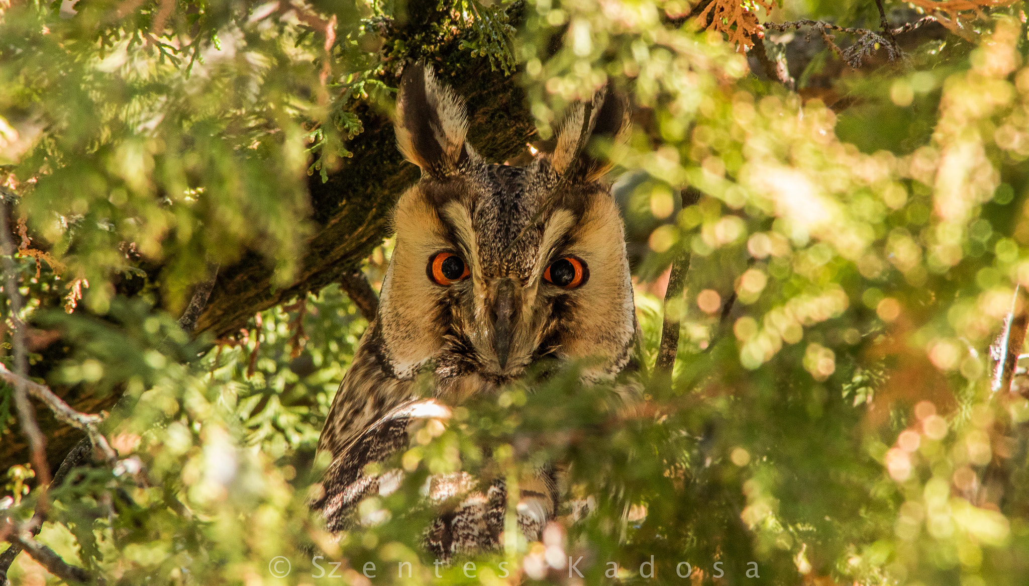 Canon EOS 7D Mark II sample photo. Long-eared owl (asio otus) photography