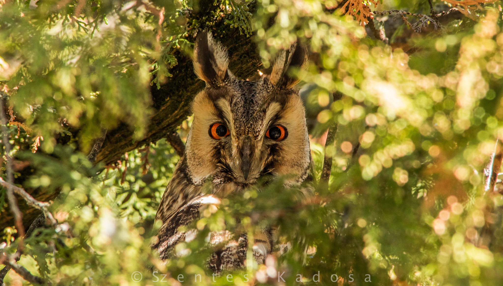 Sigma 150-500mm F5-6.3 DG OS HSM sample photo. Long-eared owl (asio otus) photography