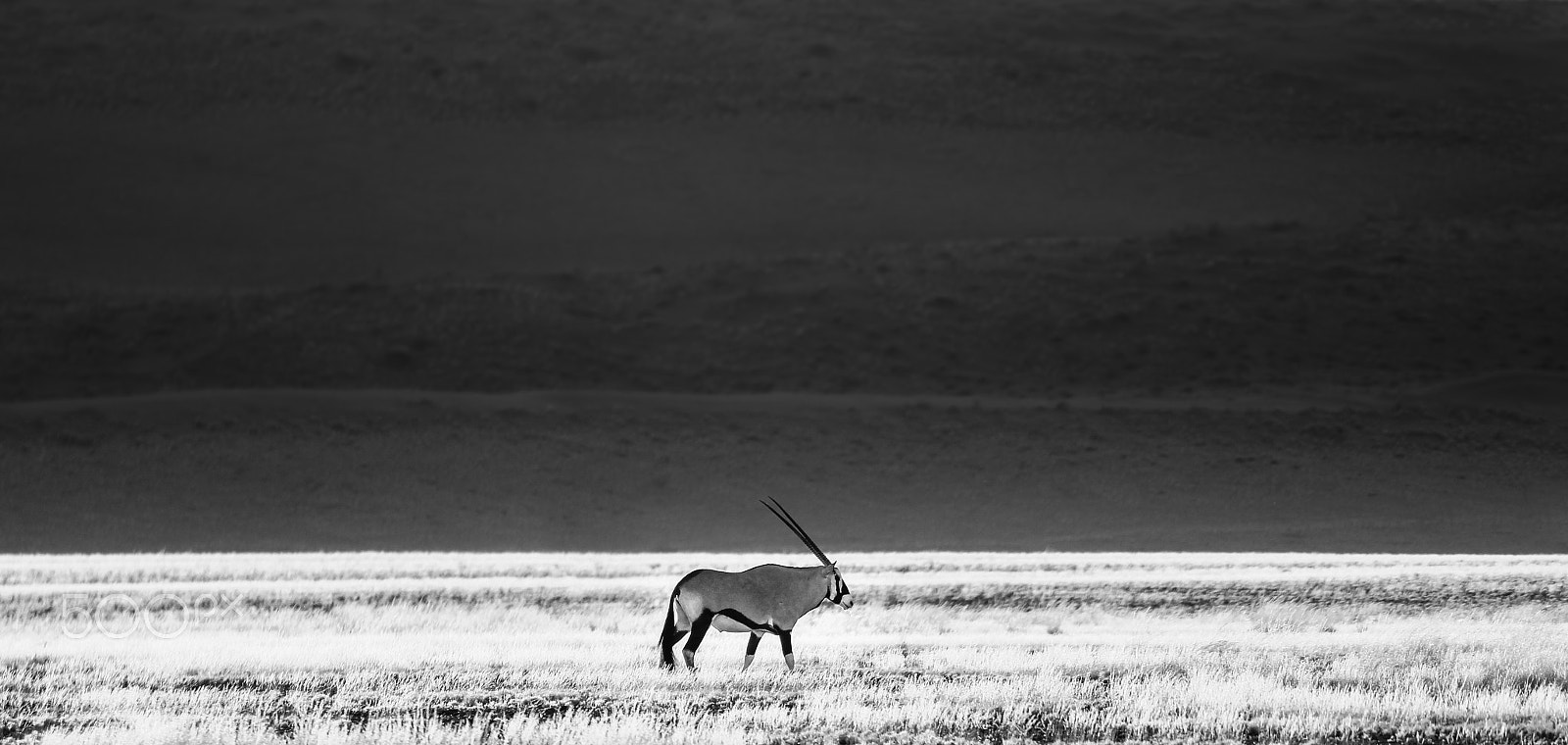 Canon EOS 550D (EOS Rebel T2i / EOS Kiss X4) + Tamron SP 70-300mm F4-5.6 Di VC USD sample photo. Oryx gemsbok walking on illuminated grass savanna. photography