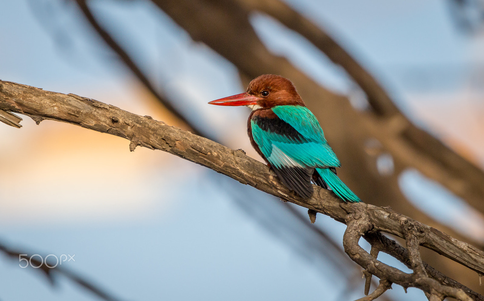 Canon EOS 700D (EOS Rebel T5i / EOS Kiss X7i) + Tamron SP 150-600mm F5-6.3 Di VC USD sample photo. White-throated kingfisher photography