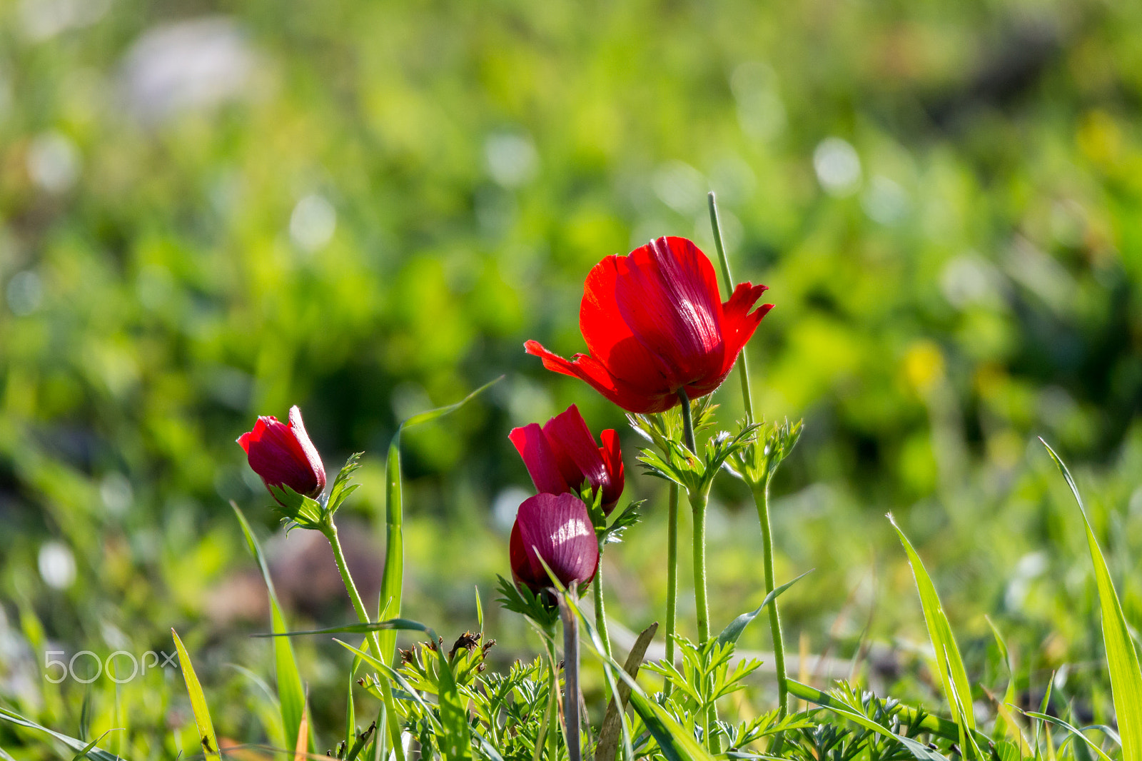 Tamron SP 150-600mm F5-6.3 Di VC USD sample photo. Red flowers photography