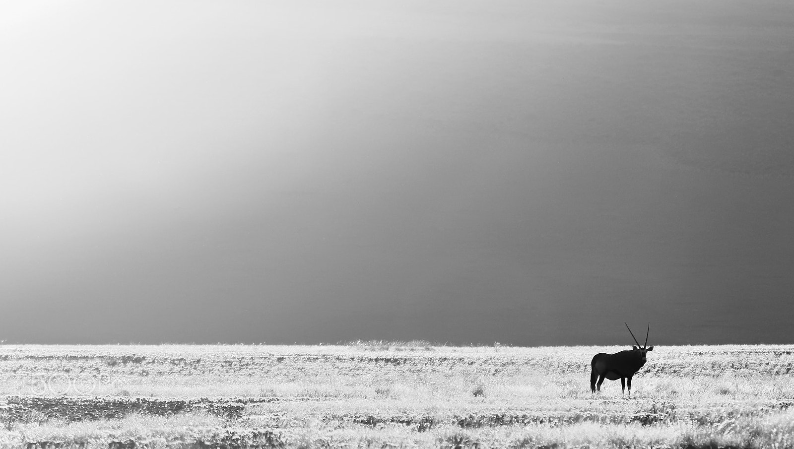Canon EOS 550D (EOS Rebel T2i / EOS Kiss X4) + Tamron SP 70-300mm F4-5.6 Di VC USD sample photo. Oryx gemsbok standing on grass savanna. sun is burning down. photography