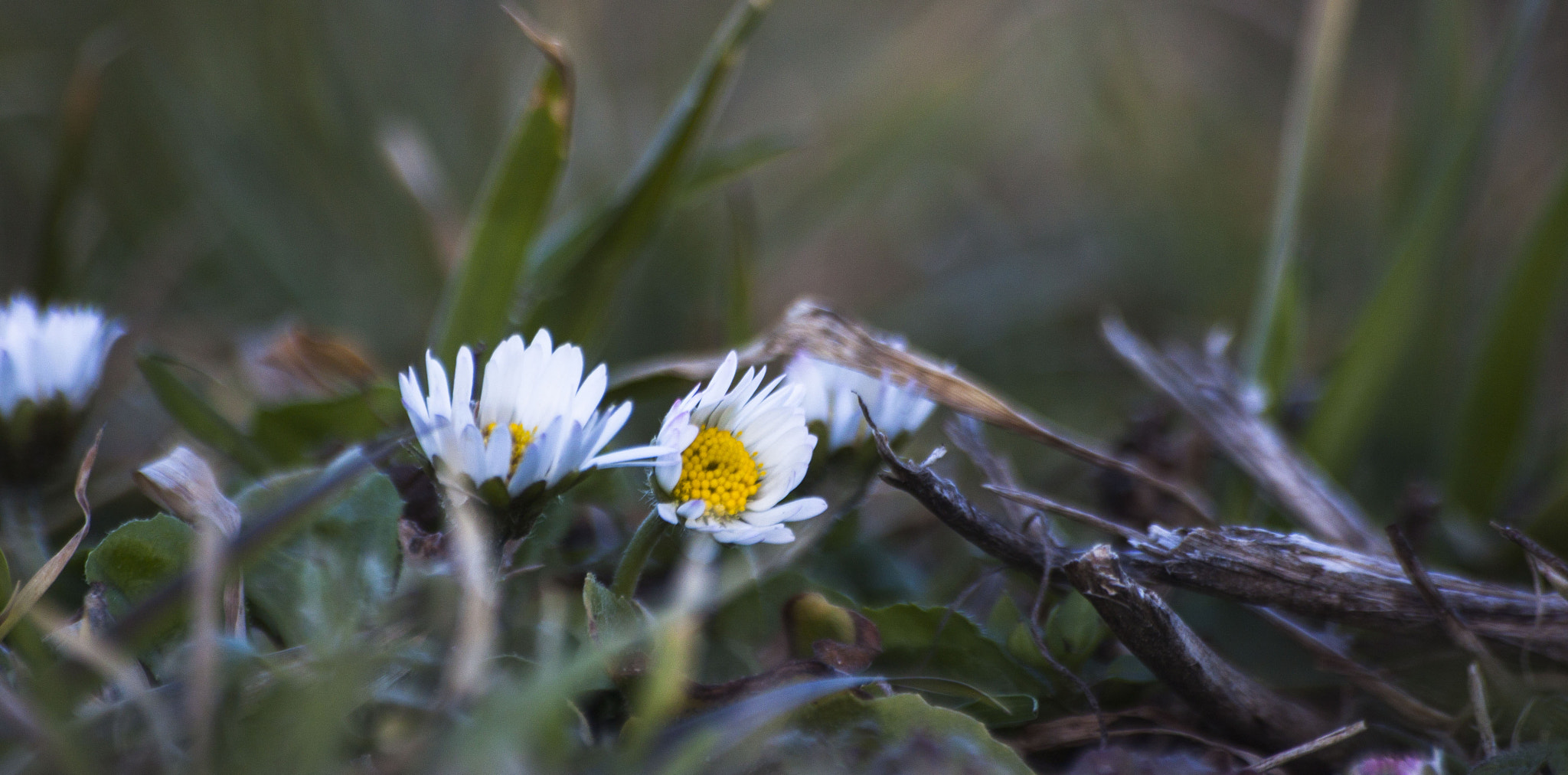 Sigma 70-300mm F4-5.6 APO DG Macro sample photo. Spring is here! photography