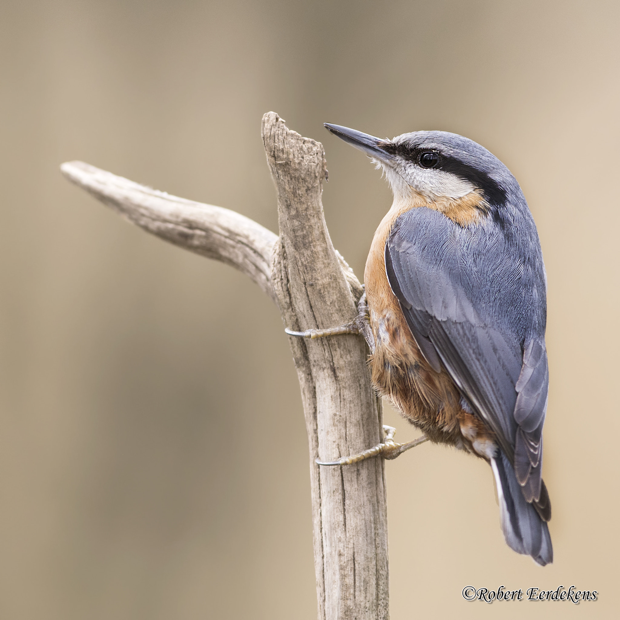 Nikon AF-S Nikkor 300mm F2.8G ED VR II sample photo. Nuthatch photography