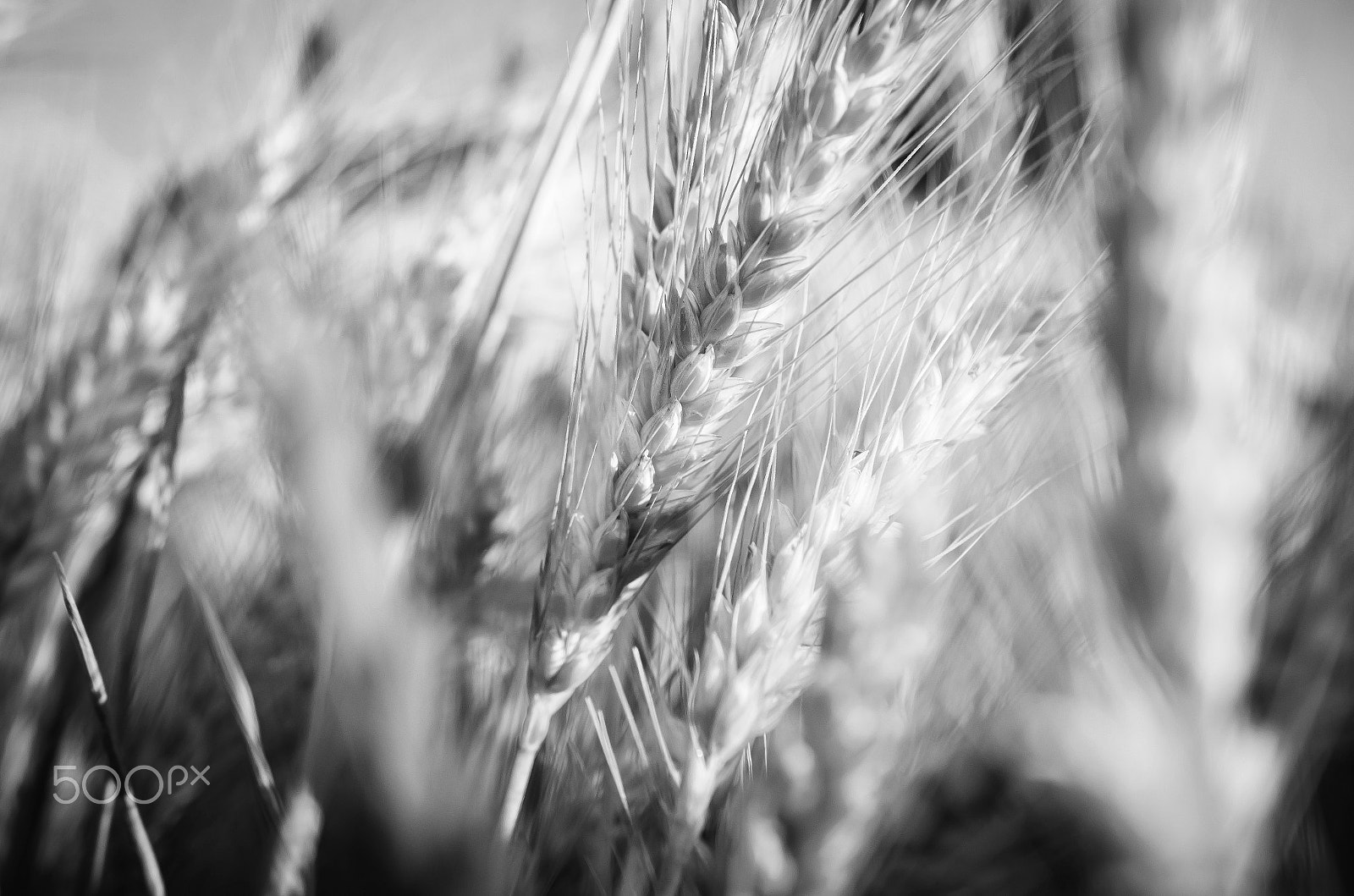 Nikon AF-S DX Micro Nikkor 40mm F2.8 sample photo. Warm breeze photography