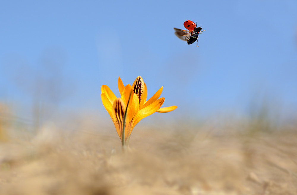 Nikon D7100 + Nikon AF Micro-Nikkor 60mm F2.8D sample photo. çiğdem ve uğur photography