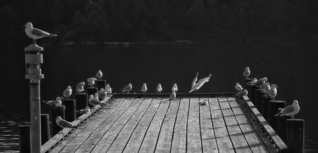 Canon PowerShot ELPH 330 HS (IXUS 255 HS / IXY 610F) sample photo. Seagulls photography