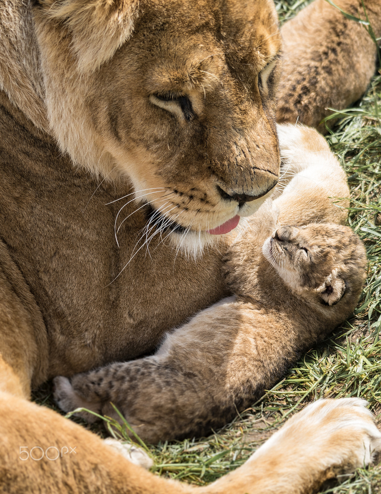 Sigma 150-500mm F5-6.3 DG OS HSM sample photo. Mother and her baby photography
