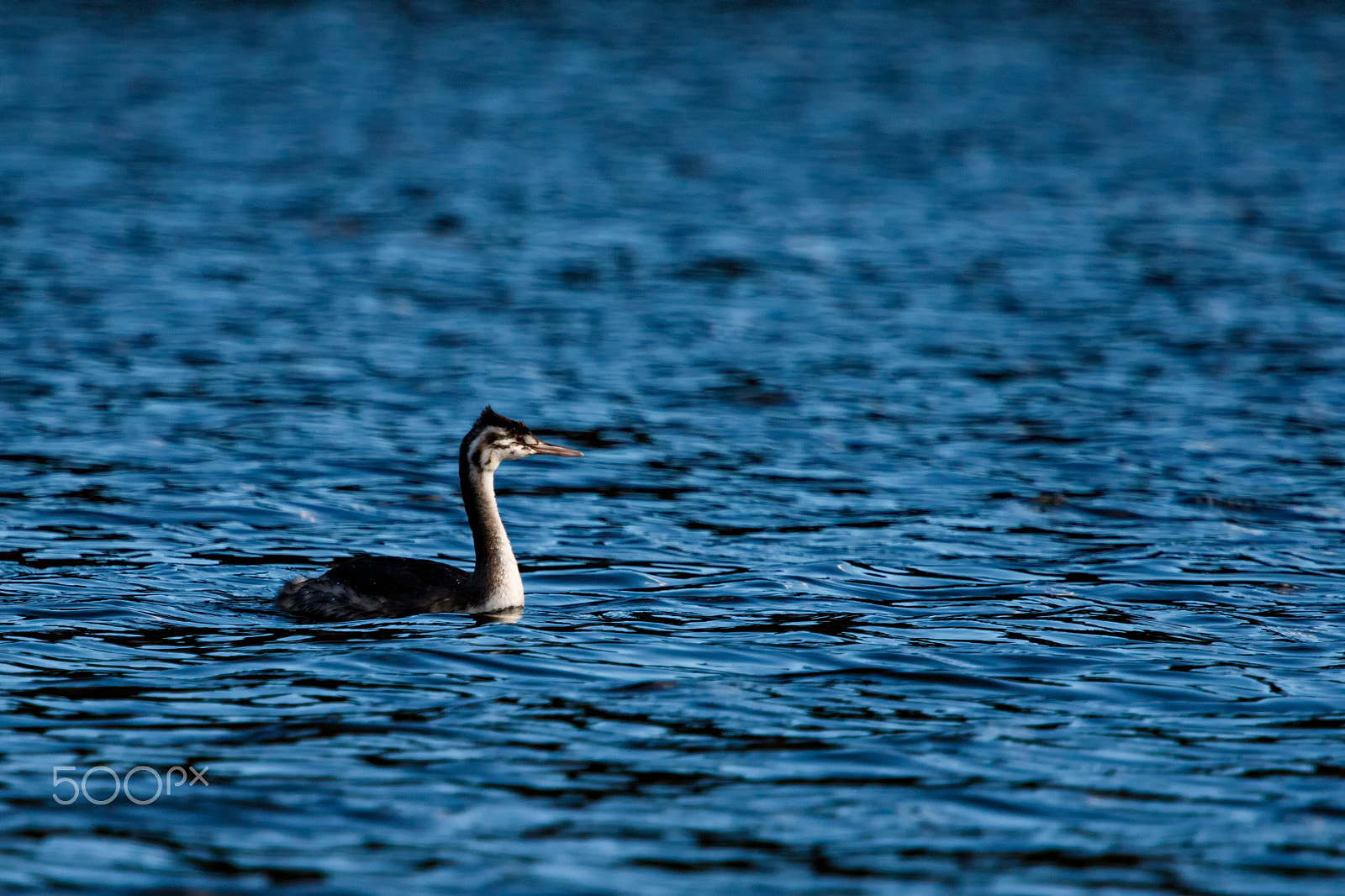Canon EOS 7D Mark II + Canon EF 100-400mm F4.5-5.6L IS USM sample photo. Juvenile great crested grebe (podiceps cristatus) photography