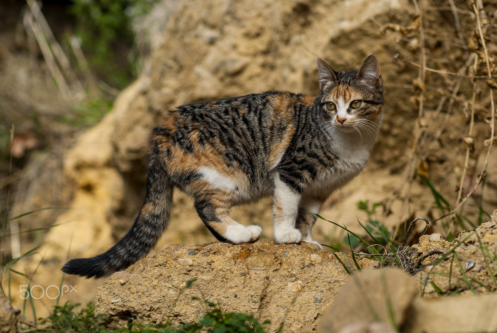 Sony Alpha DSLR-A230 sample photo. Felino photography