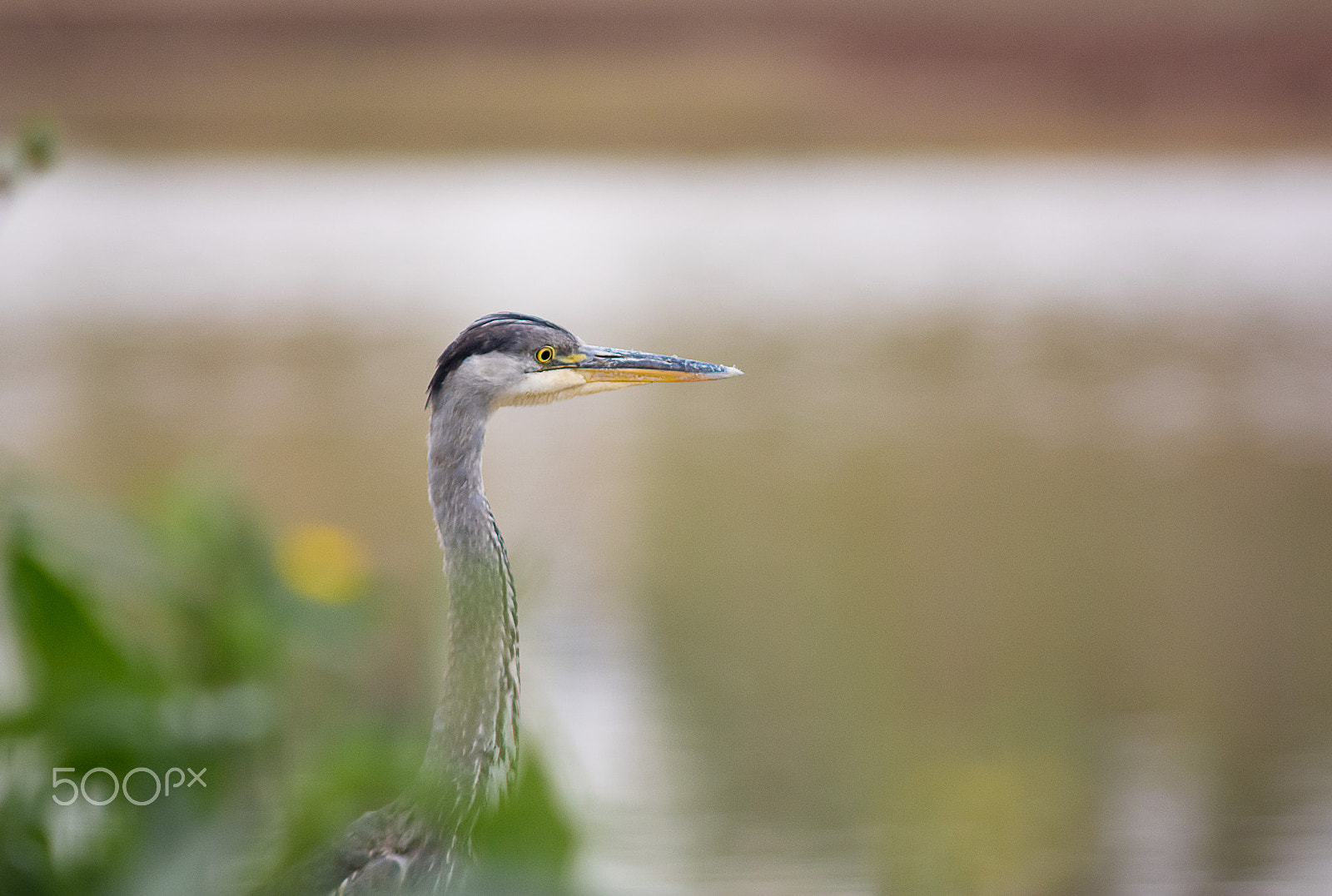 Nikon D7100 + AF Nikkor 300mm f/4 IF-ED sample photo. Grey heron photography