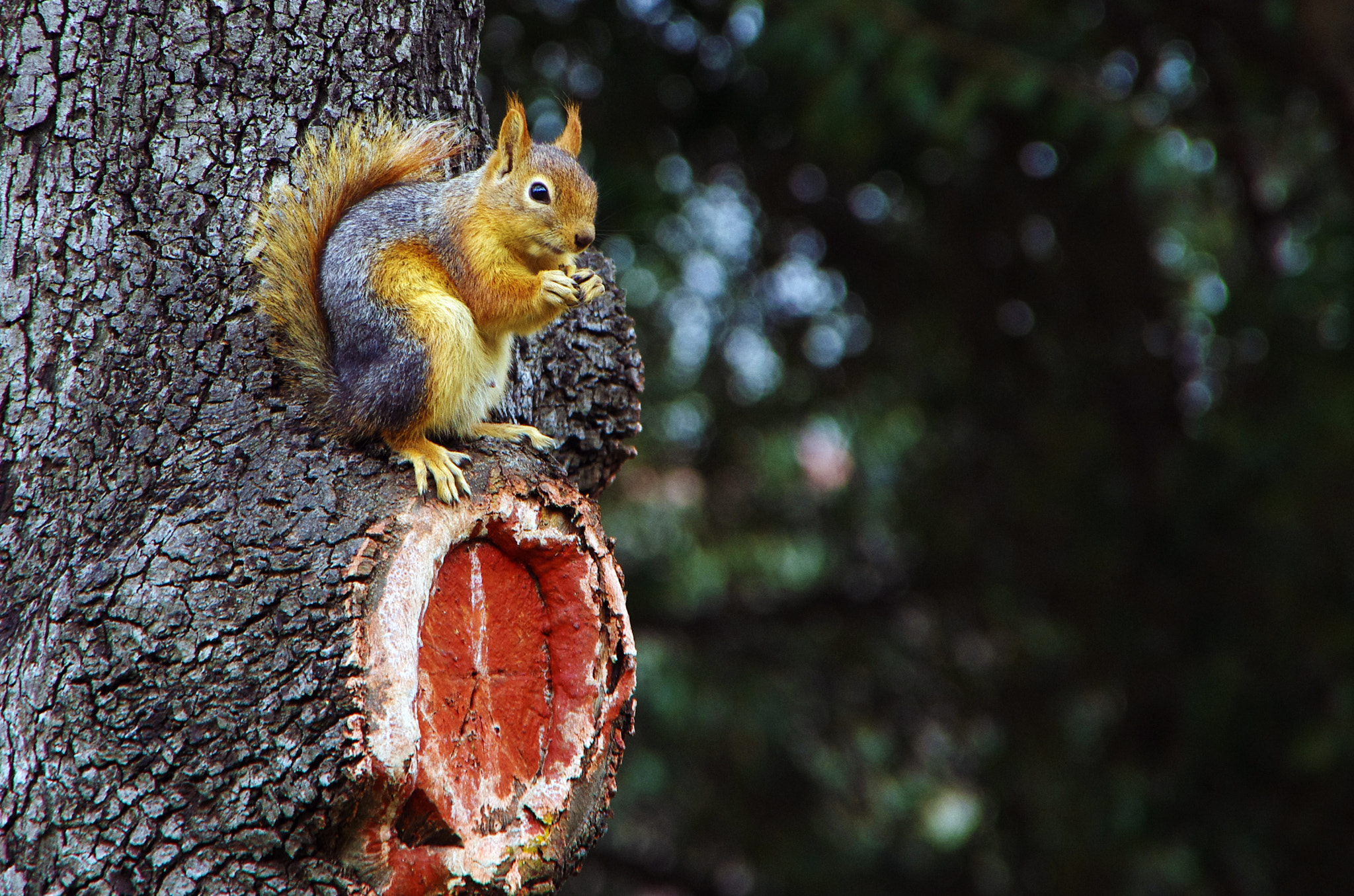 Pentax K-5 IIs sample photo. Cute squirrel photography