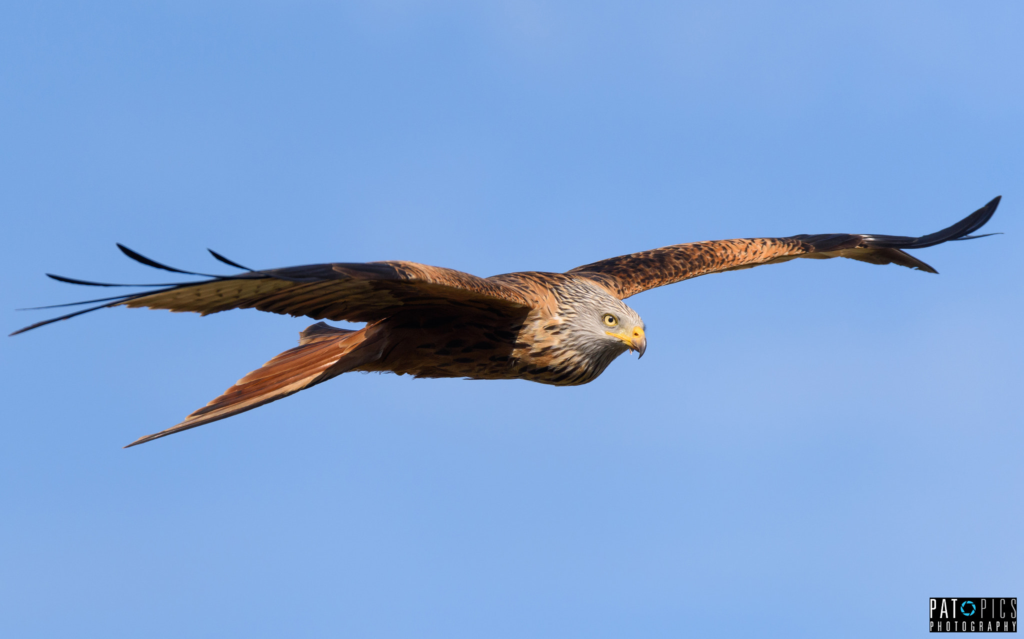 Sigma 150-600mm F5-6.3 DG OS HSM | S sample photo. Greifvogel photography
