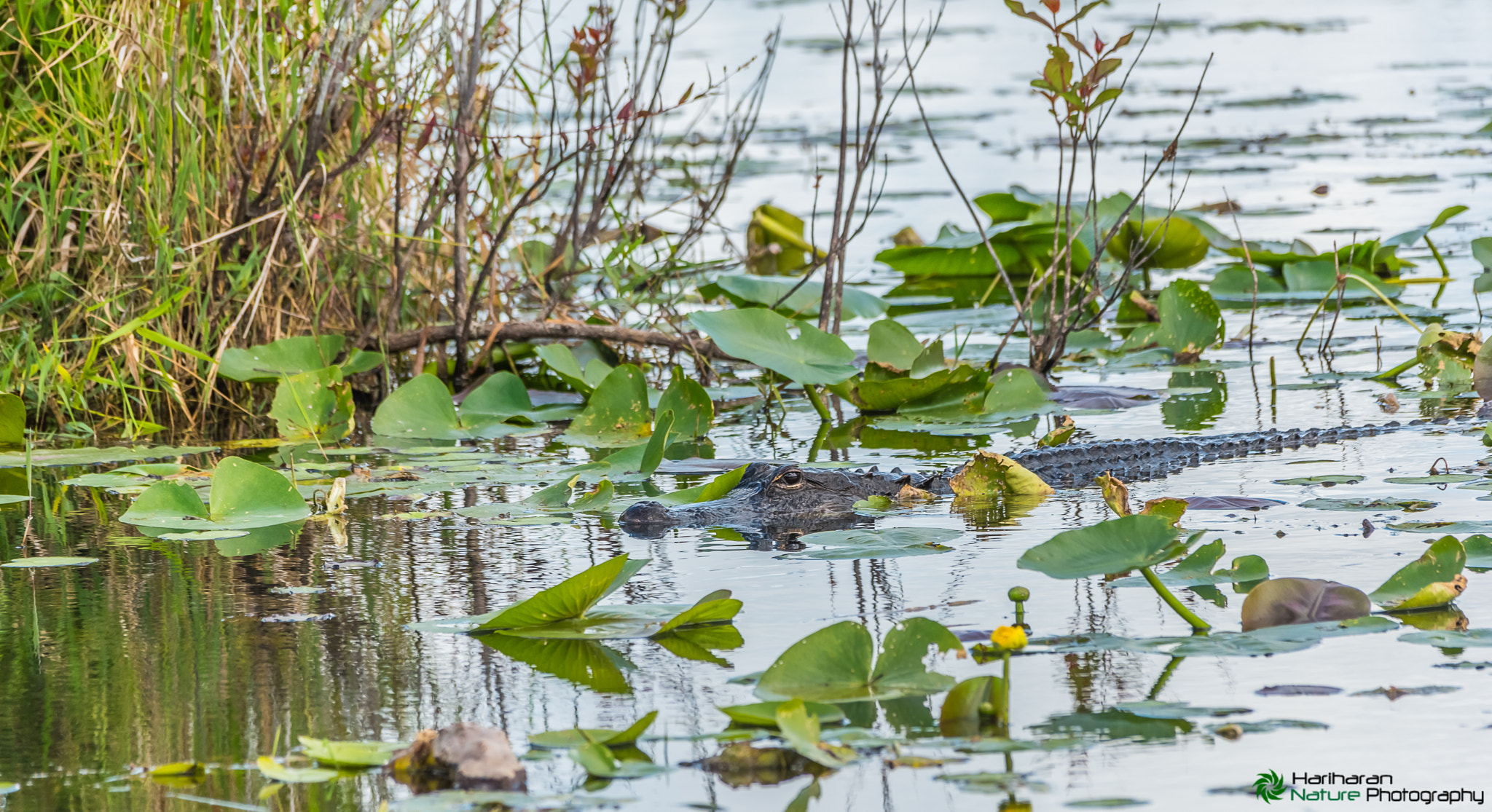 Sigma 150-500mm F5-6.3 DG OS HSM sample photo. The hidden treasure of america photography