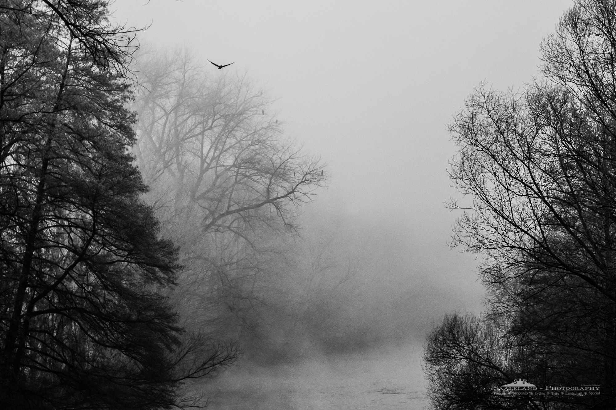 Canon EOS 80D sample photo. Morning fog. photography