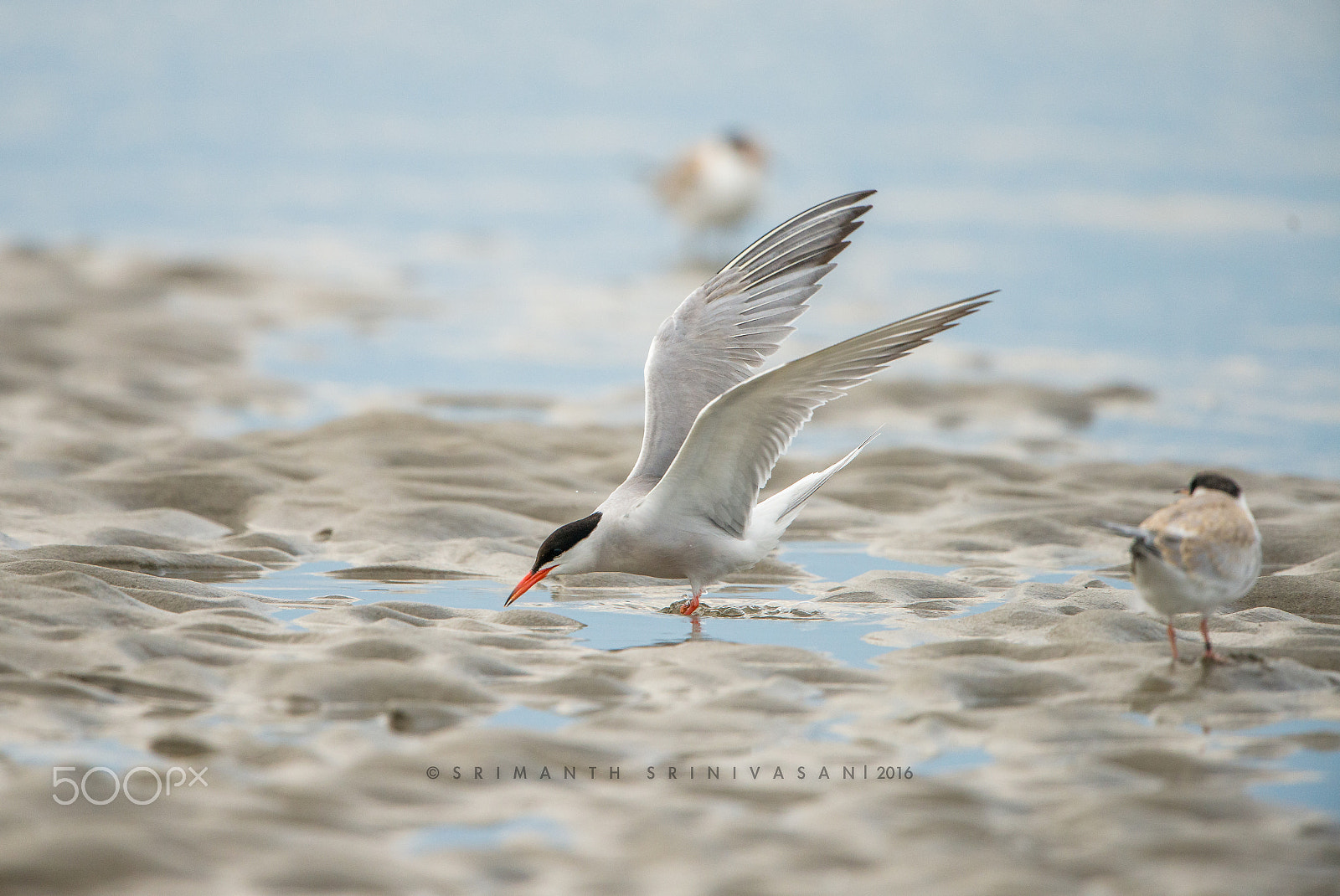 Nikon D610 sample photo. Common tern photography