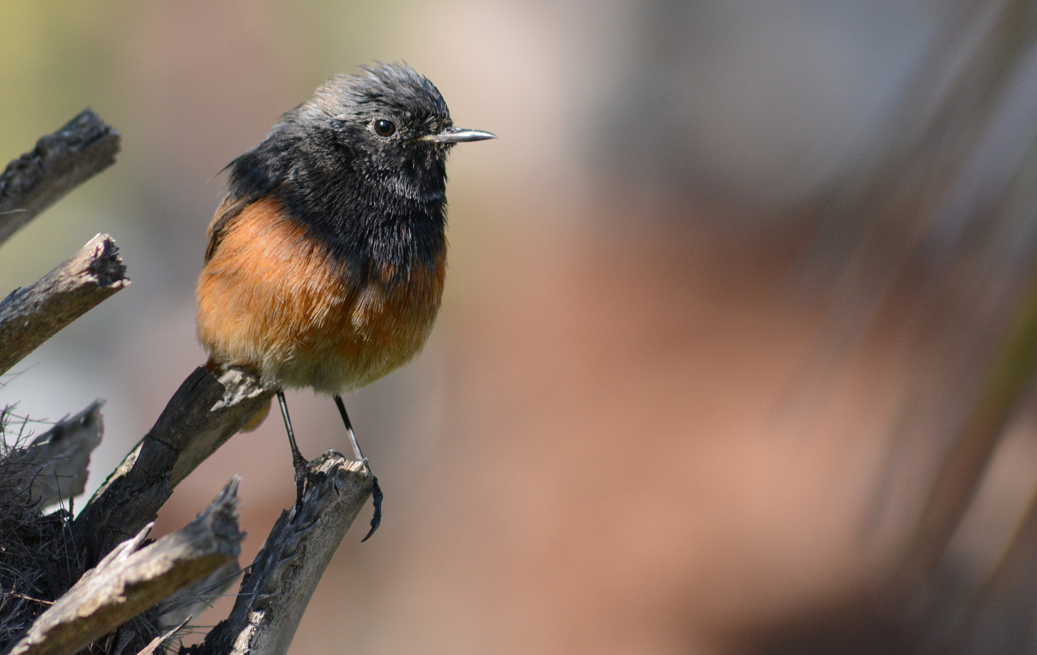 Sigma 70-300mm F4-5.6 APO DG Macro sample photo. Oriental black redstart photography