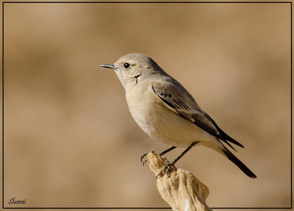 Nikon AF-S Nikkor 300mm F2.8G ED VR II sample photo. Finch's wheater photography