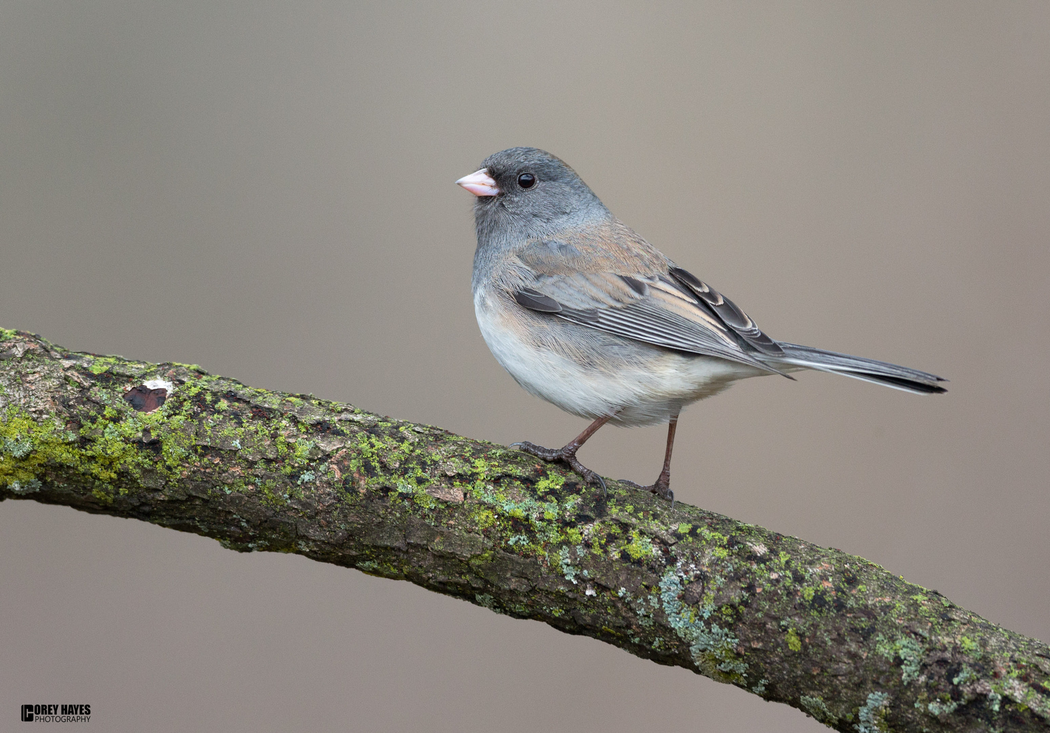 Canon EF 500mm F4L IS USM sample photo. Dark eyed junco photography