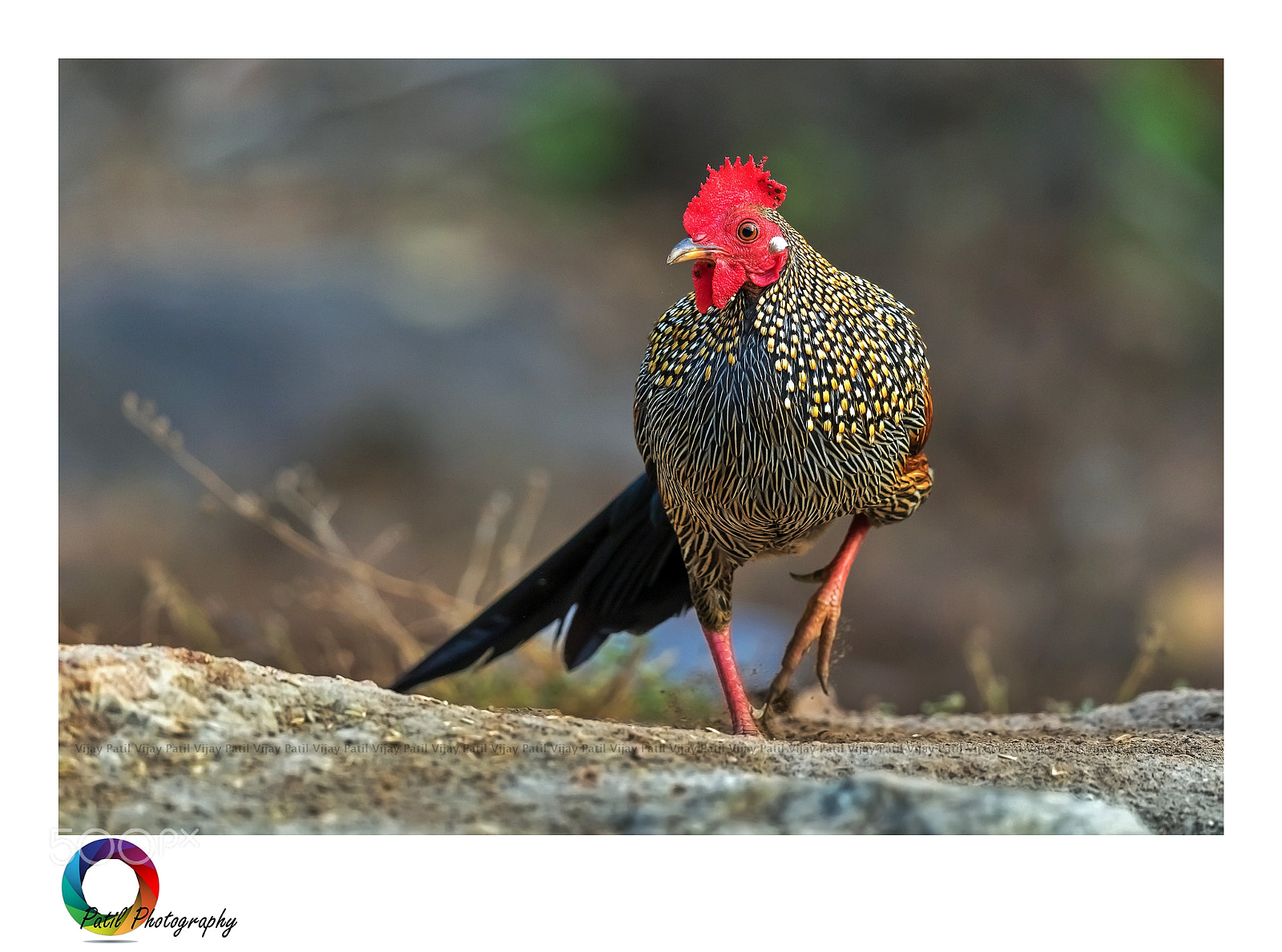 Canon EF 500mm F4L IS II USM sample photo. Colour blast !! photography