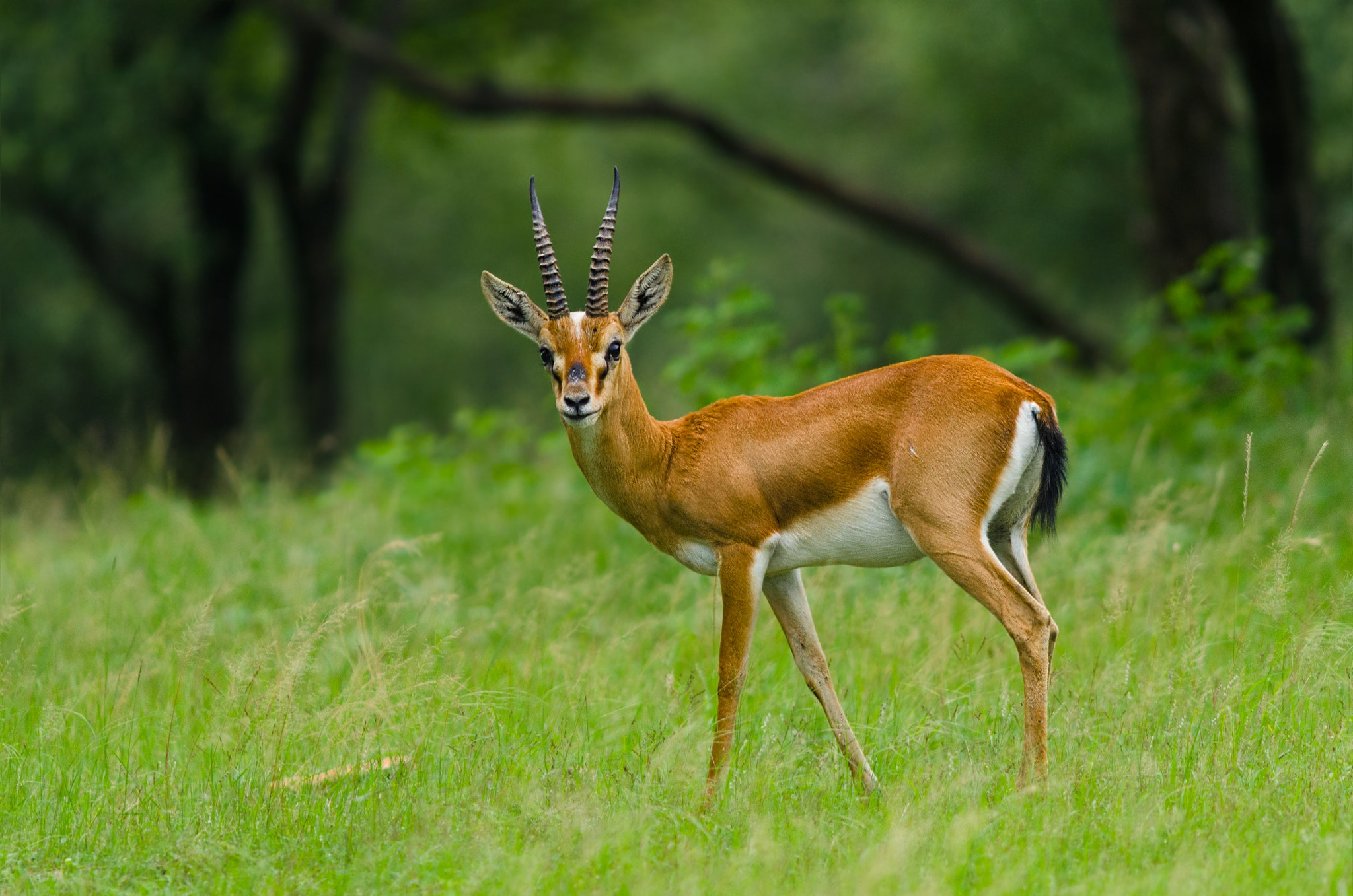 Nikon D7000 + AF Nikkor 300mm f/4 IF-ED sample photo. Deer photography