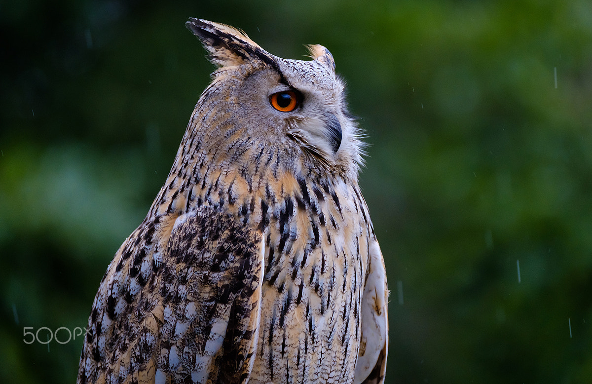 Fujifilm XF 100-400mm F4.5-5.6 R LM OIS WR sample photo. Owl in the rain photography