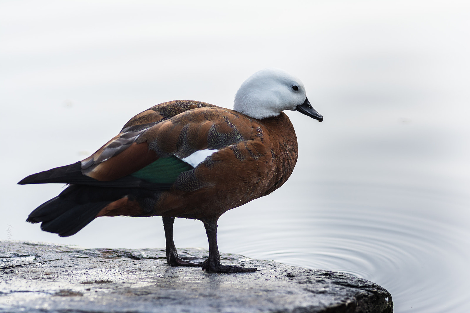Nikon AF-Nikkor 80-200mm F2.8D ED sample photo. Paradise shelduck-female photography