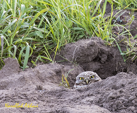 Nikon AF-S Nikkor 70-200mm F2.8G ED VR II sample photo. Burrowing owl photography