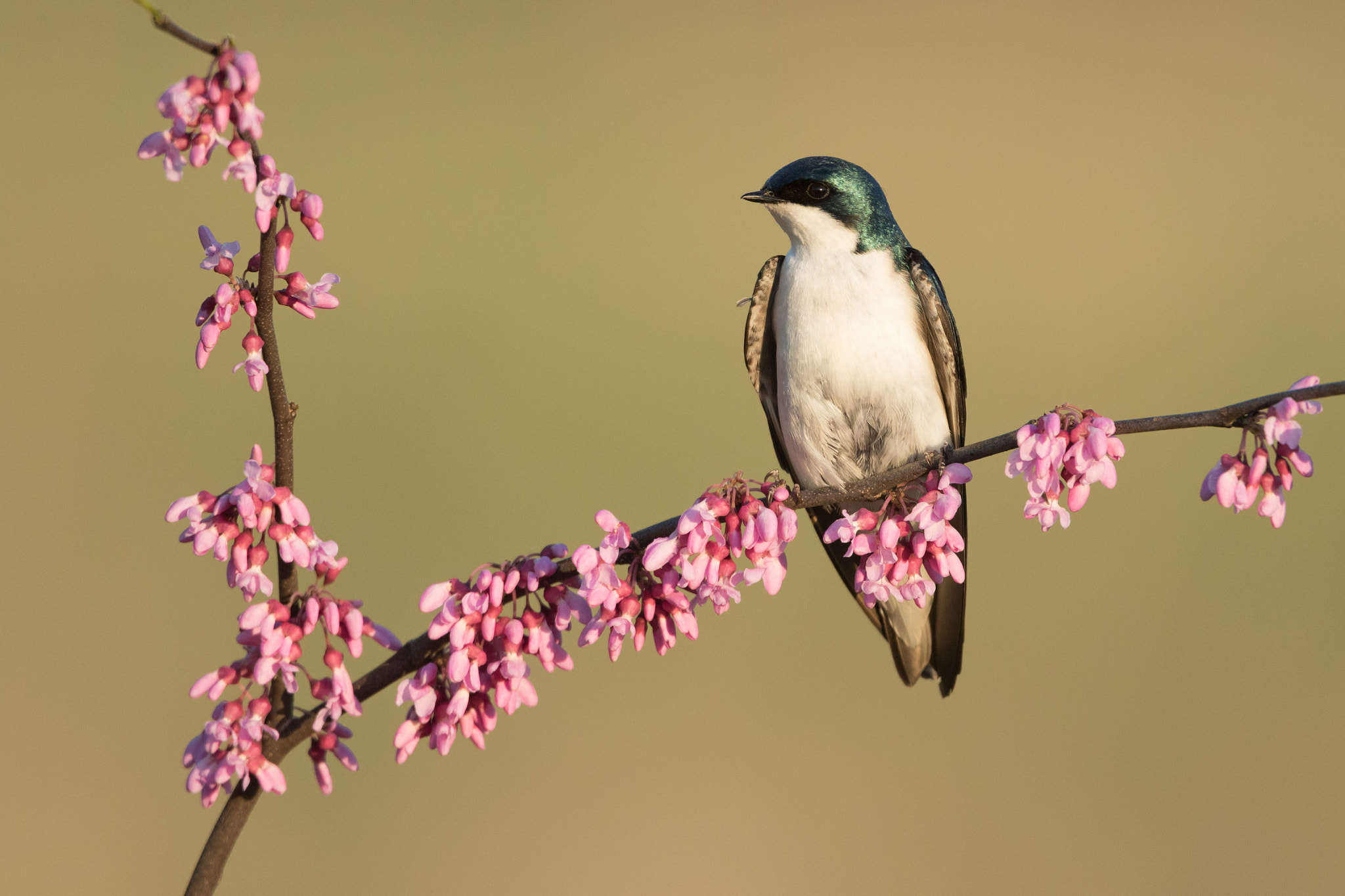 Canon EF 500mm F4L IS USM sample photo. Treeswallow photography