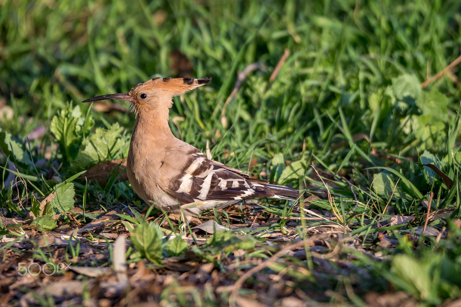 Tamron SP 150-600mm F5-6.3 Di VC USD sample photo. Hoopoe photography