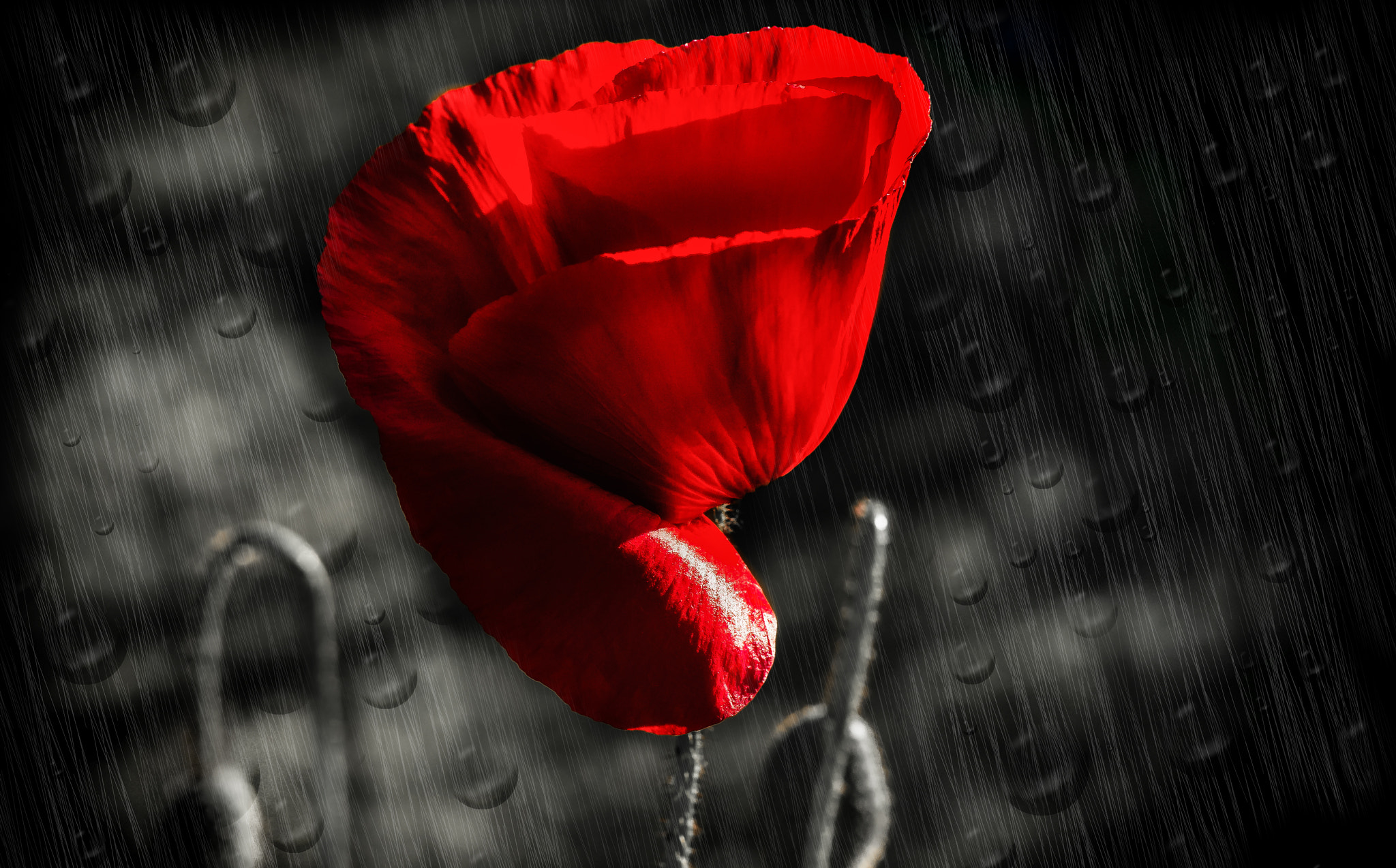 Nikon AF-S Micro-Nikkor 105mm F2.8G IF-ED VR sample photo. The dark side of the poppy photography