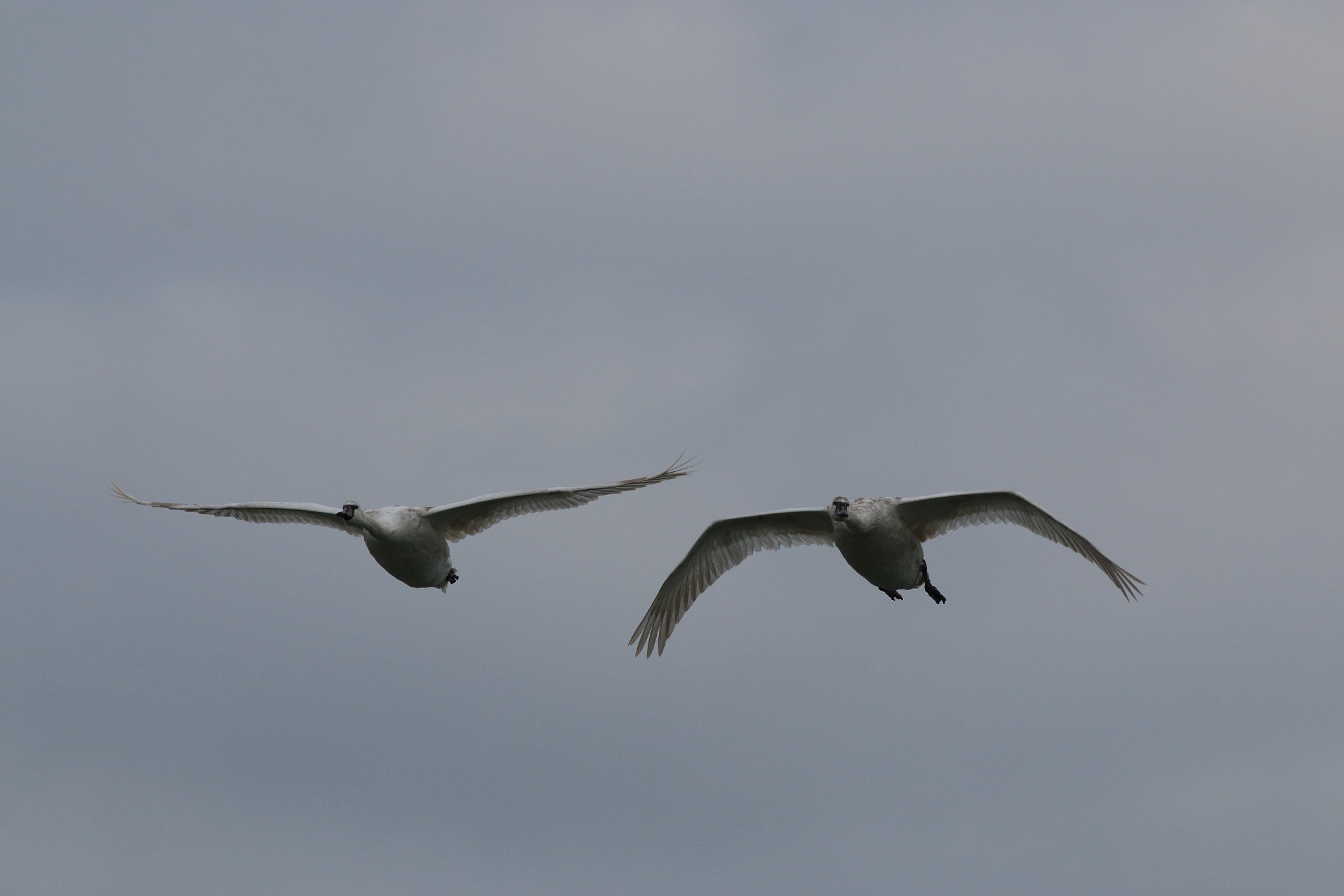 Canon EOS 70D + Canon EF 400mm F5.6L USM sample photo. Look at me photography