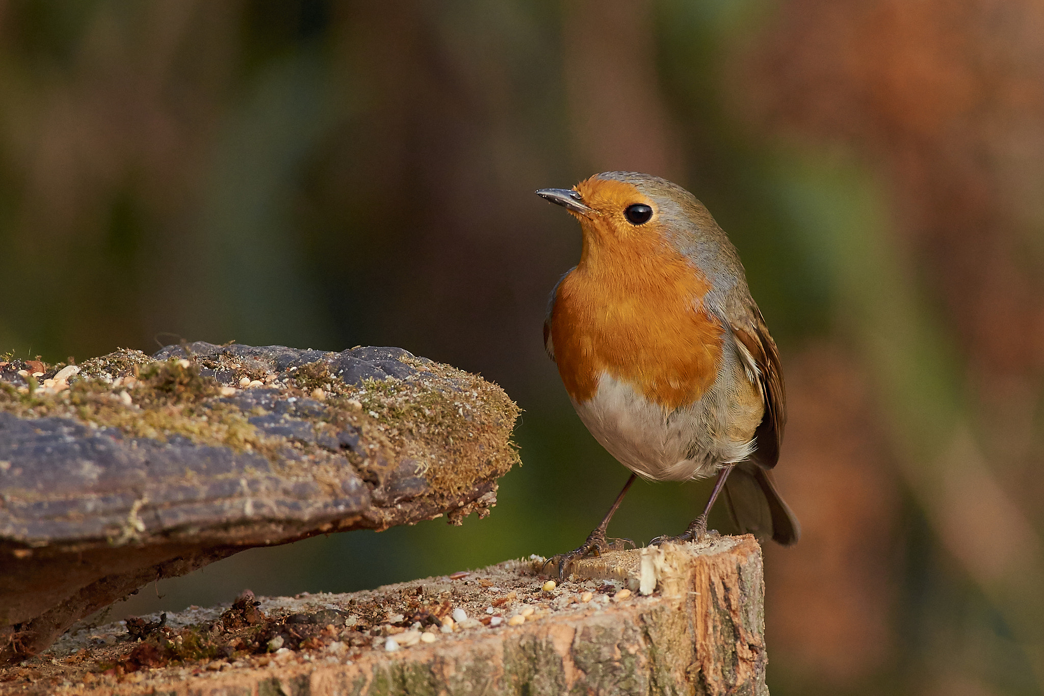 Nikon AF-S Nikkor 200-500mm F5.6E ED VR sample photo. Robin photography