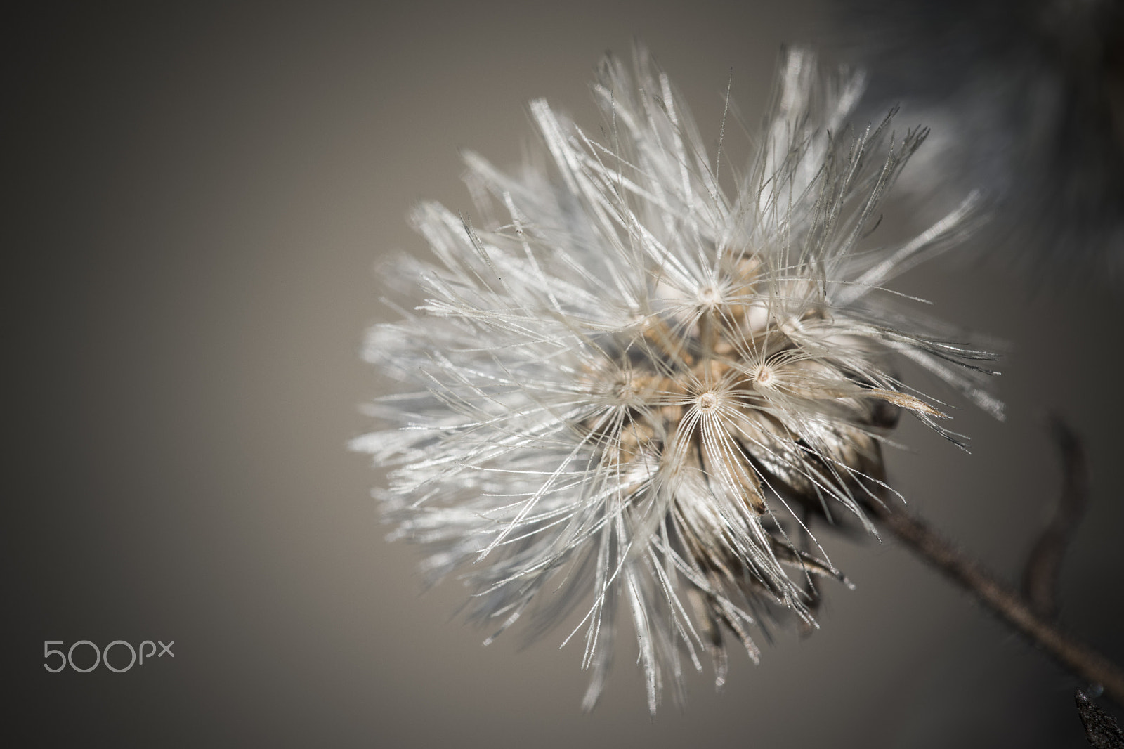 Sigma 150mm F2.8 EX DG Macro HSM sample photo. Seeds photography