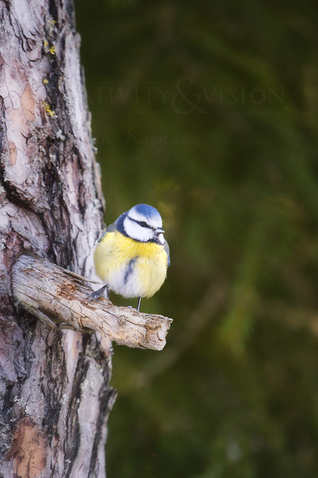 Pentax K-1 + Sigma EX APO 100-300mm F4 IF sample photo. Eurasian blue tit photography