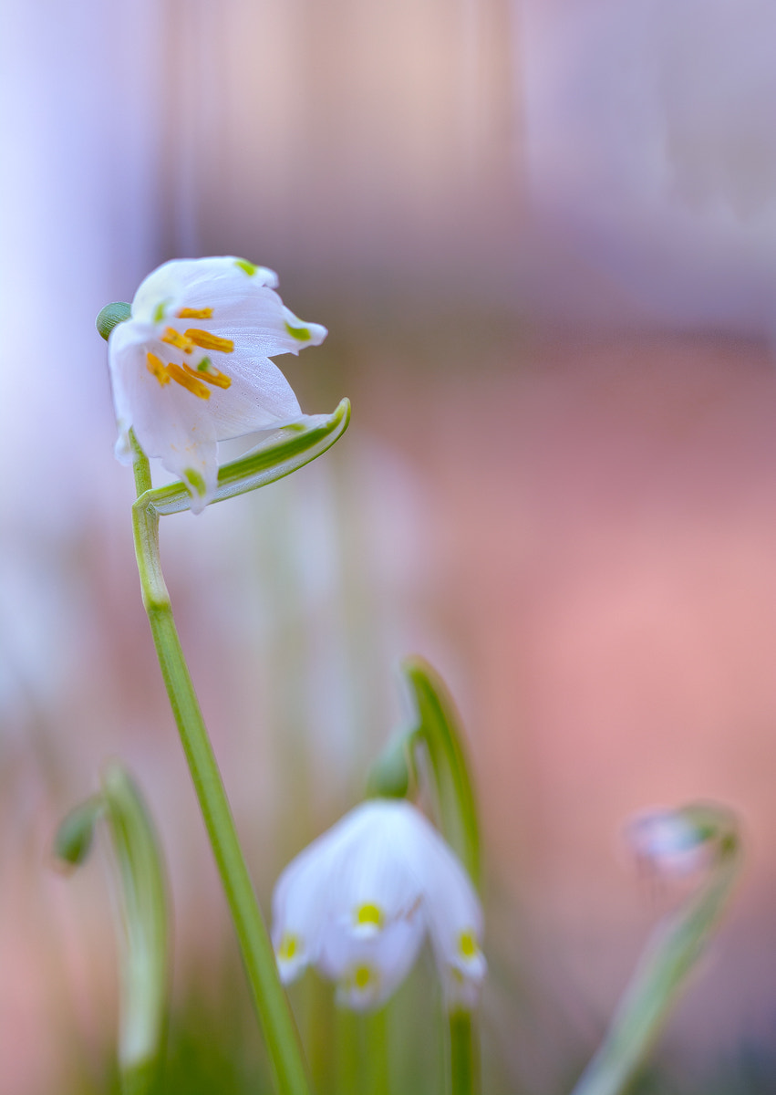 Nikon D5200 + Sigma 150mm F2.8 EX DG OS Macro HSM sample photo. Frühlingsknotenblume photography