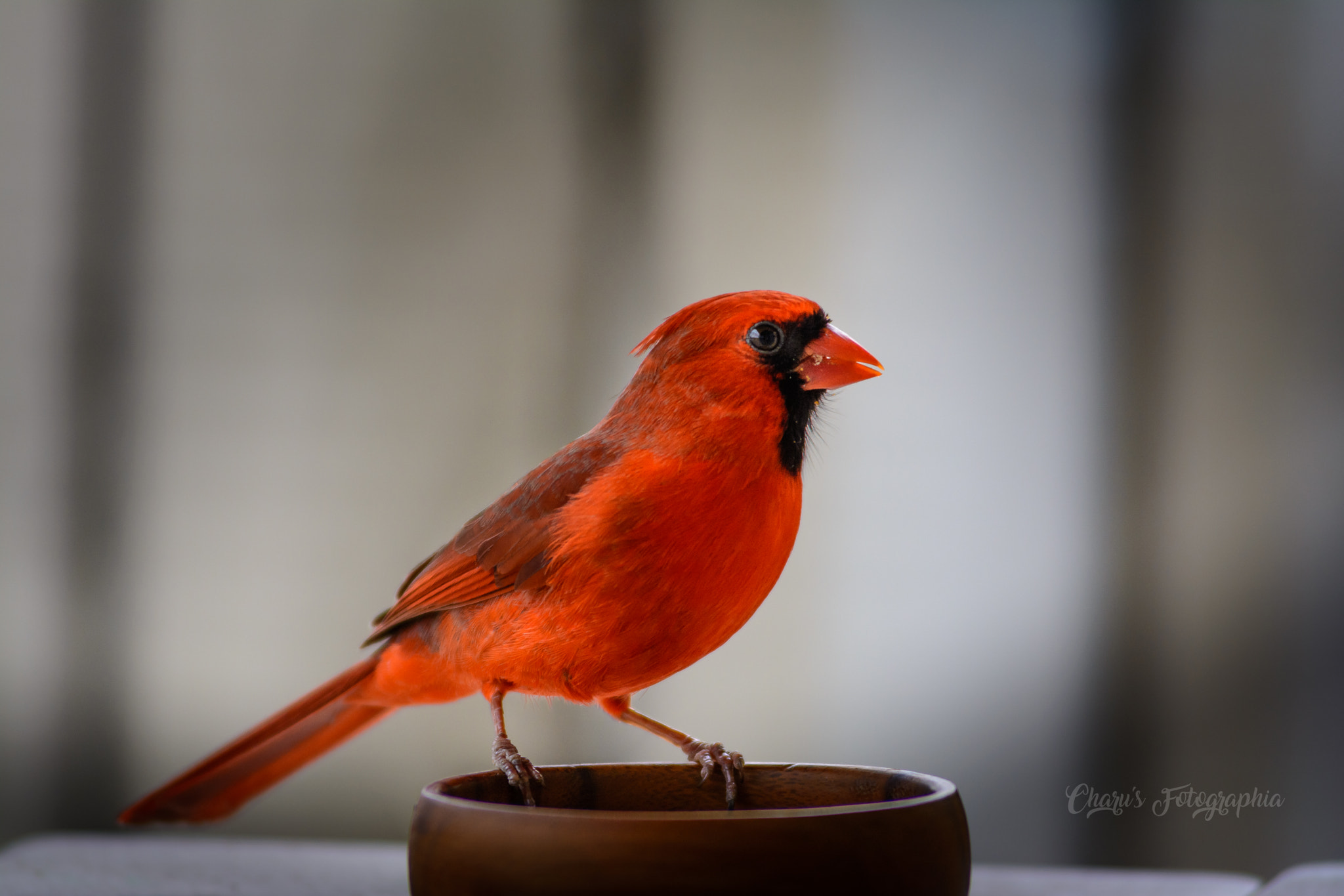 Nikon AF-Nikkor 80-200mm F2.8D ED sample photo. Mr. cardinal photography