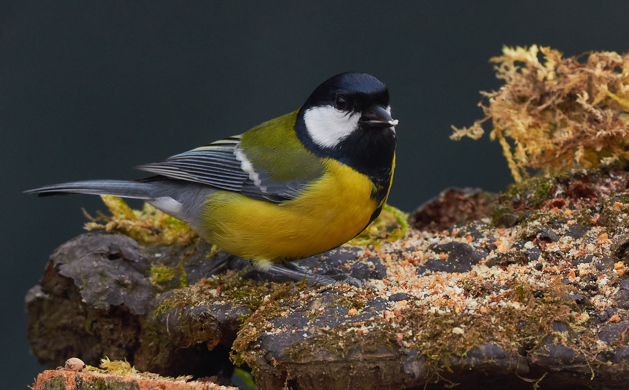 Nikon AF-S Nikkor 200-500mm F5.6E ED VR sample photo. Cinciallegra photography