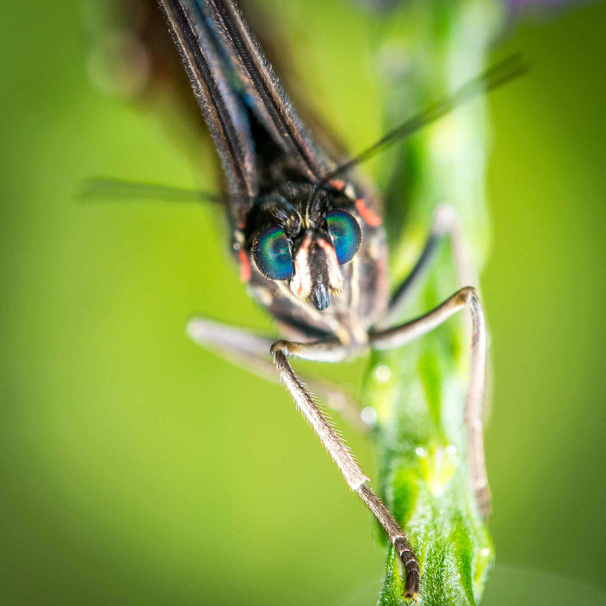 Sony a7 sample photo. Blue eyes photography