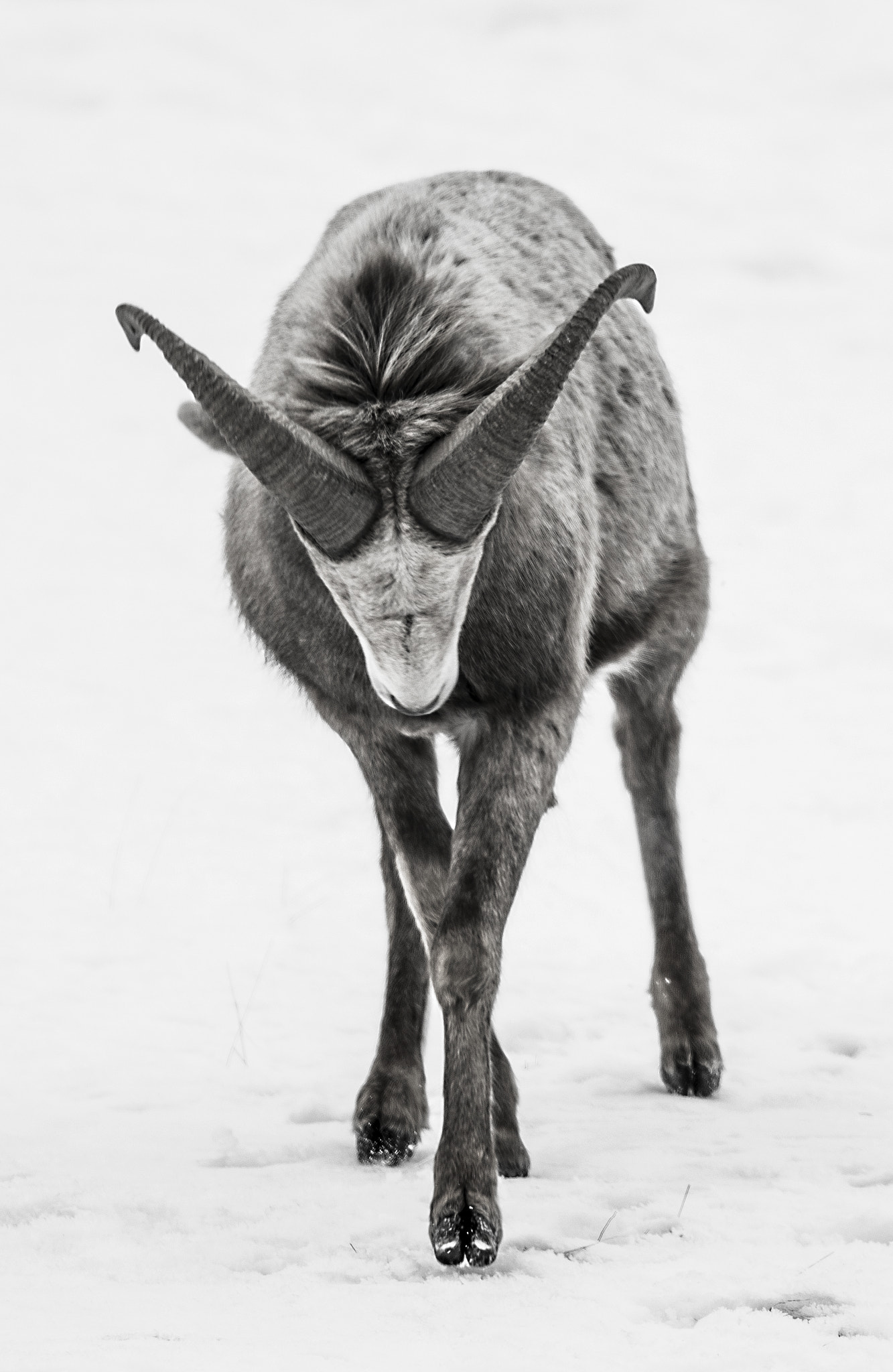 Canon EOS-1D X Mark II + Canon EF 600mm F4L IS II USM sample photo. Big horn sheep photography