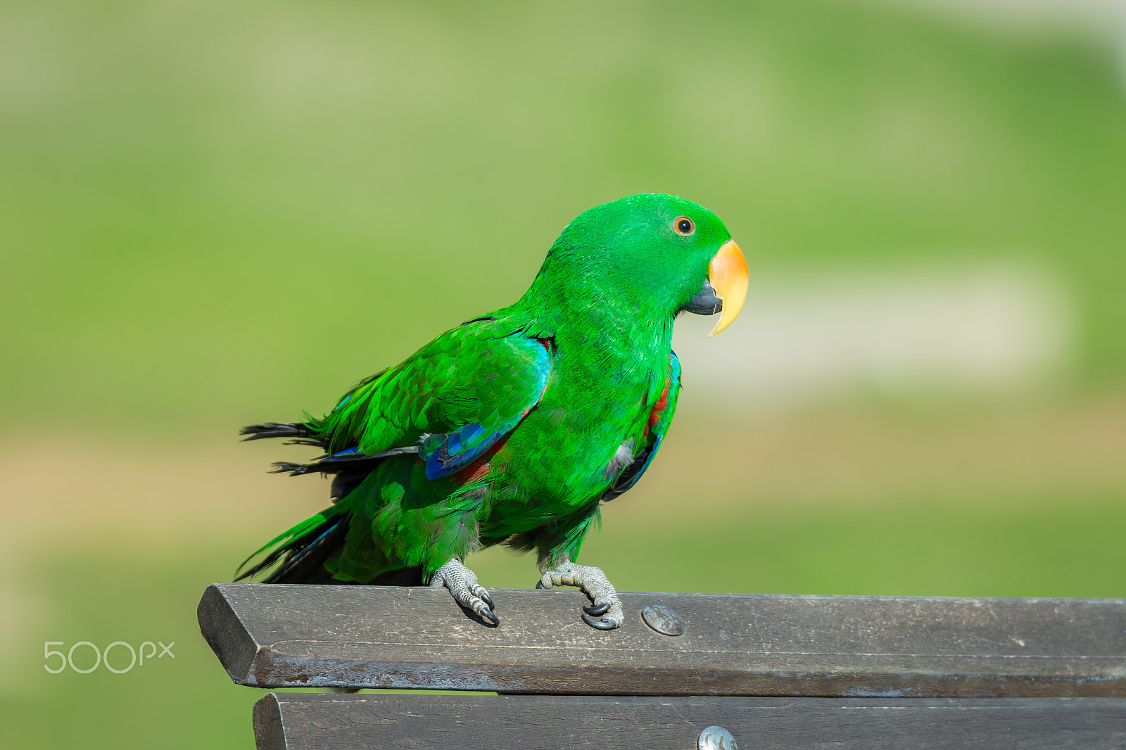 Canon EOS 700D (EOS Rebel T5i / EOS Kiss X7i) + Tamron SP 150-600mm F5-6.3 Di VC USD sample photo. Green parrot photography