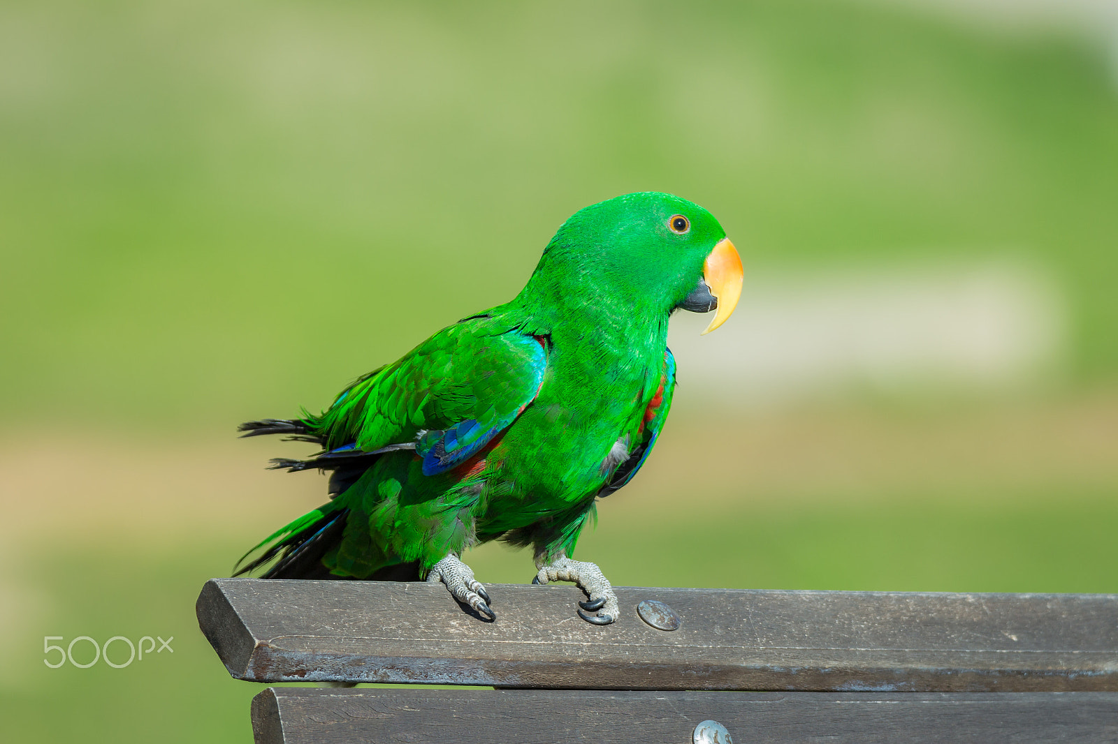 Tamron SP 150-600mm F5-6.3 Di VC USD sample photo. Green parrot photography