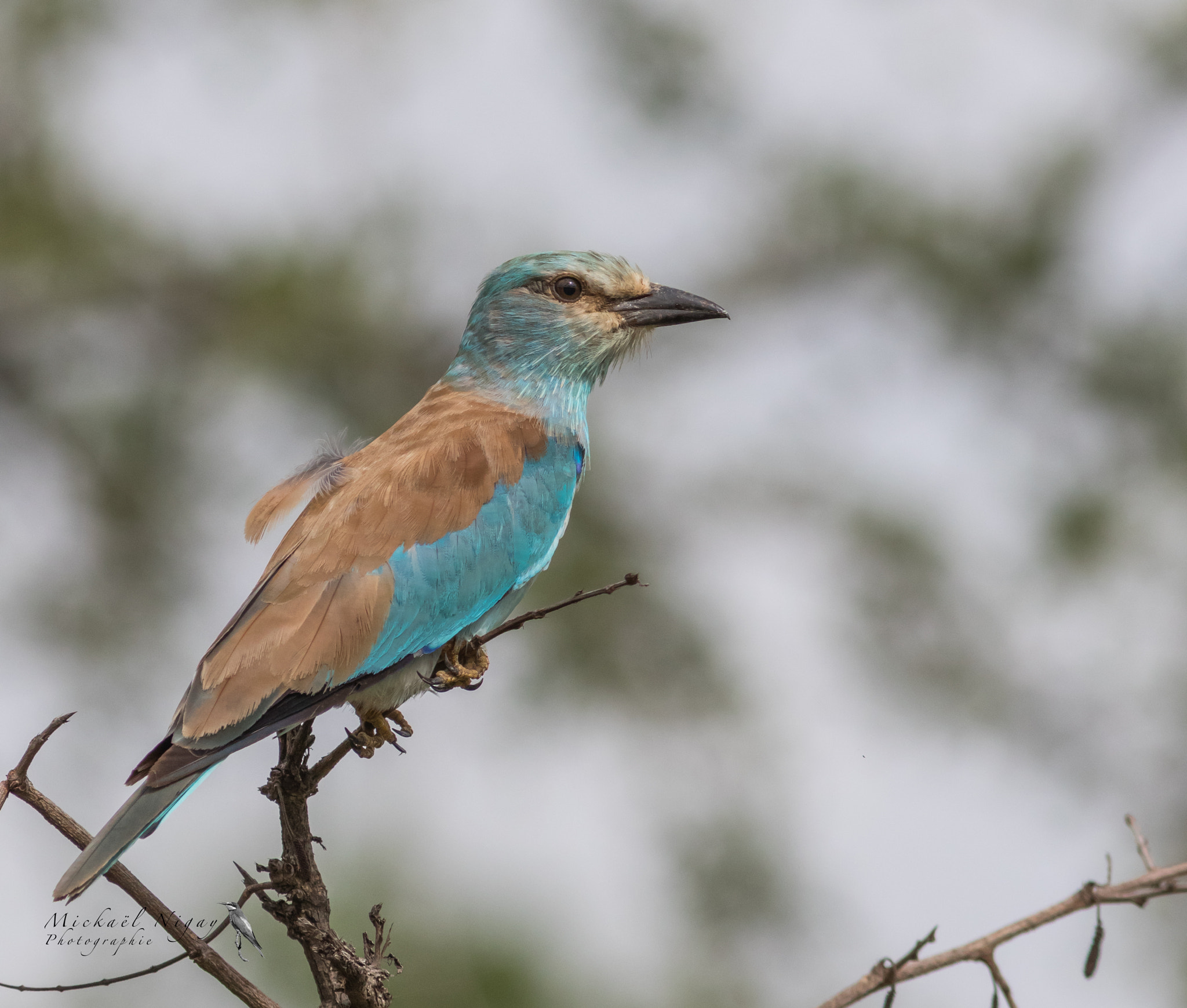 Canon EF 300mm F4L IS USM sample photo. European roller photography